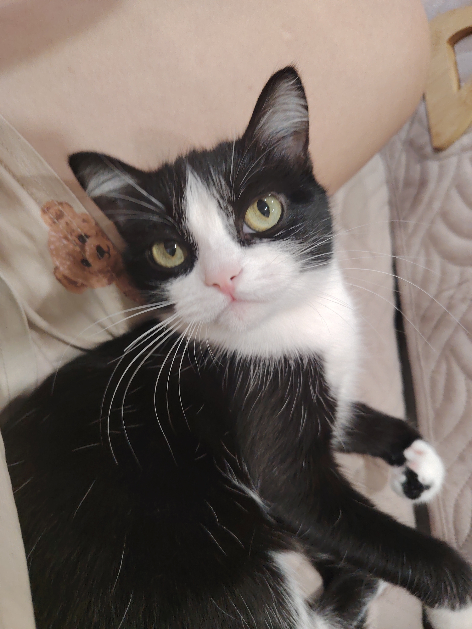 A black and white cat is lying on a textured surface, possibly a blanket or bedspread. The cat is looking directly at the camera with bright yellow-green eyes. Its fur is predominantly black with white markings on its chest, muzzle, and paws. The cat has long white whiskers. The background is soft and out of focus, showing a light-colored surface with a subtle pattern. The overall lighting is warm and natural.