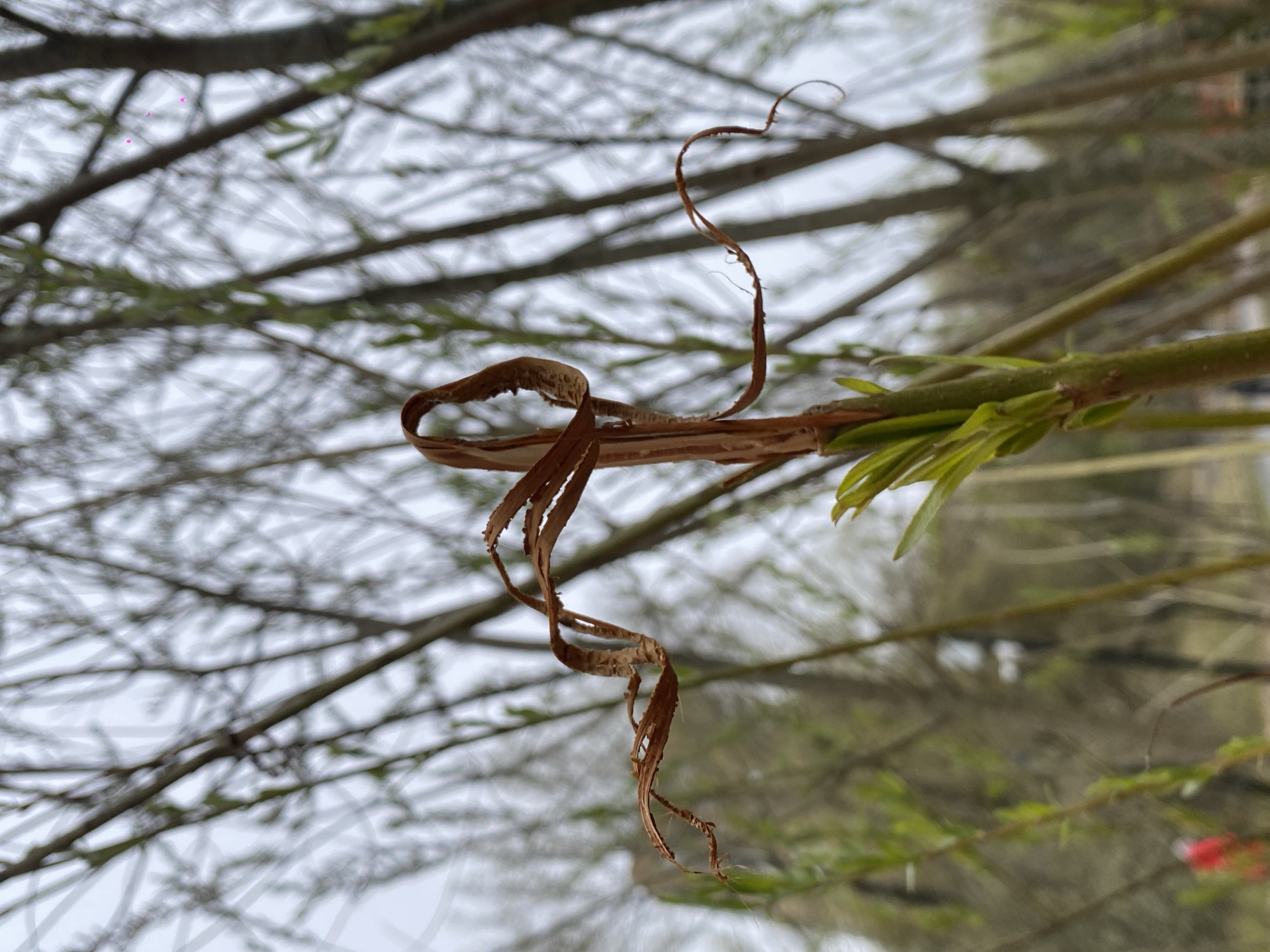 This close-up photograph captures a moment of natural transition, focusing on a dried, curled-up plant fragment against a backdrop of emerging spring growth and blurred tree branches. The primary subject is a delicate, brown, and intricately twisted piece of dried organic material, possibly a withered leaf or shedding bark, which hangs gracefully from a vibrant green stem. This stem is adorned with several small, fresh, bright green leaves or buds, indicating new life.
The background is softly out of focus, featuring a dense network of tree branches, many appearing bare or sparsely leaved, stretching across the frame. The sky beyond the branches is light and overcast, suggesting diffuse daylight without direct sun. Subtle hints of color appear in the distant background; in one area, a few tiny, soft magenta or pink blurs are visible, and in another, a slightly larger, blurred reddish object, possibly a flower or berry.
The scene conveys a peaceful, natural setting, likely outdoors in a park or garden, capturing the cyclical nature of plant life. The weather appears to be overcast and possibly cool, consistent with early spring or late winter when old growth gives way to new. The image provides a quiet observation of botanical details, set within the context of Moscow, Russia. There is no visible text.