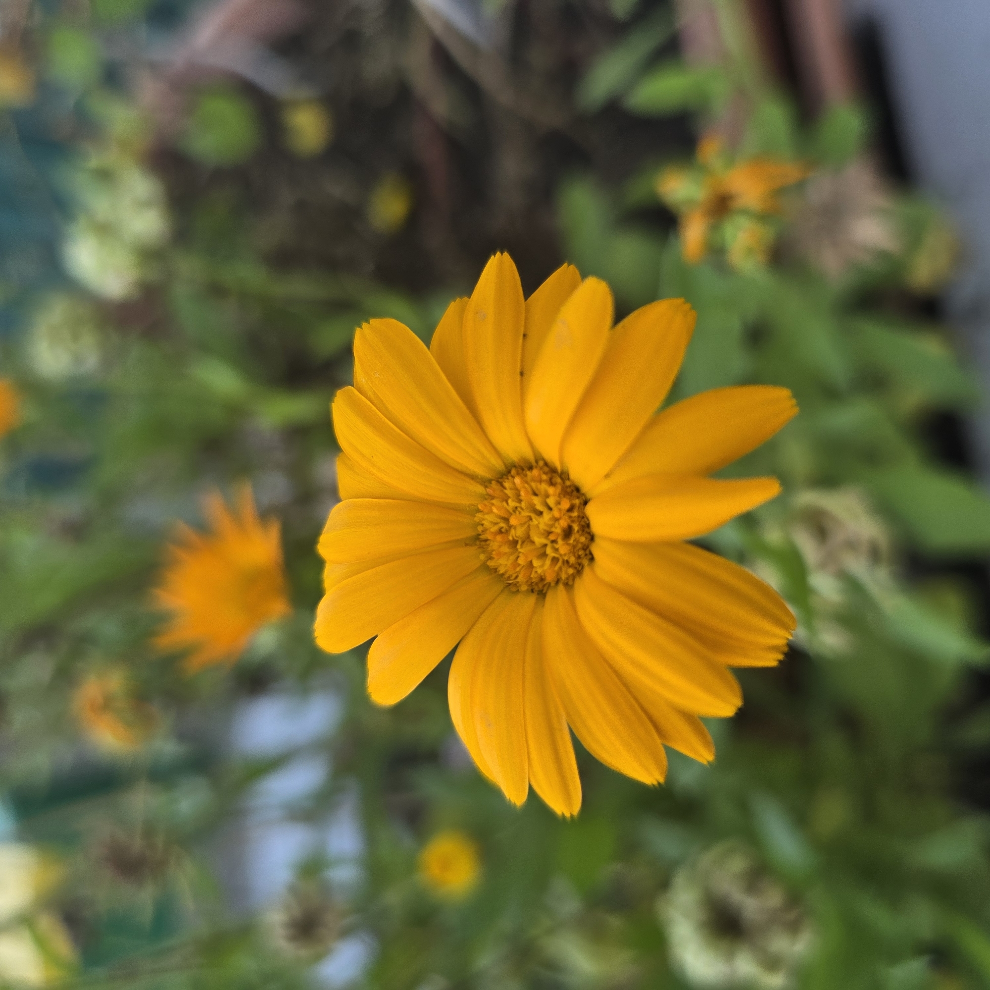 A close-up, slightly out-of-focus image shows an orange calendula flower in the foreground, with its petals and center clearly visible. The background is blurred, showing more orange flowers and green foliage, suggesting a garden setting. The image does not contain any information about its location in Belokurikha, Russia, nor does it depict any people, actions, or interactions. The scene is purely botanical.