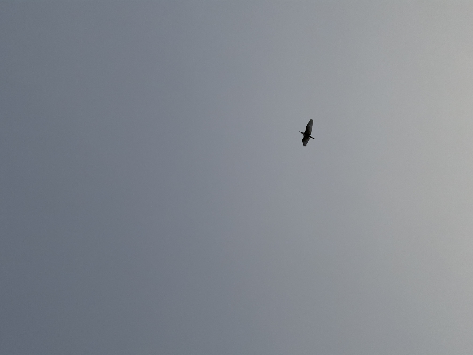 A lone bird is captured in flight against a vast, muted grey sky. The bird, silhouetted in dark tones, is positioned in the upper right portion of the frame, its wings outstretched in active flight. The sky exhibits a subtle gradient, appearing a deeper grey on the left and gradually brightening to a lighter, almost off-white grey on the right. This diffuse lighting suggests an overcast sky or perhaps the soft light of early morning or late afternoon. The image is devoid of any other subjects or objects, focusing entirely on the bird and the expansive sky. No visible text is present. The scene depicts a moment of natural tranquility in the skies above Igboefon, Nigeria.