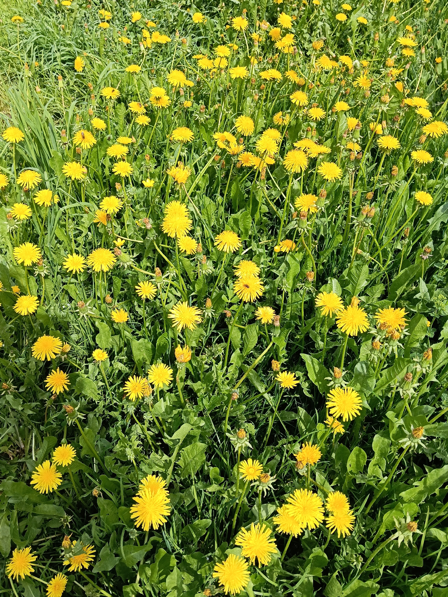 The image depicts a field of dandelions (Taraxacum) in full bloom, likely located in Красный Маяк, Russia or its vicinity. The dandelions are characterized by their bright yellow flower heads and green, toothed leaves. They are densely packed together, suggesting a natural, unmanaged setting. Blades of grass are interspersed among the dandelions. No people, animals, or man-made structures other than the plants are visible. The environment appears to be sunny.