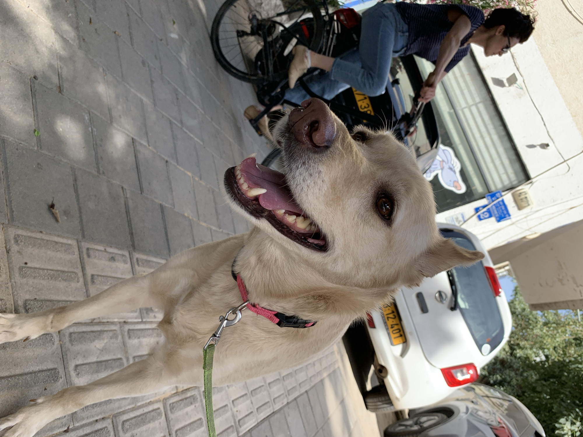 An outdoor, eye-level shot captures a light-colored dog, likely a Labrador or similar breed, on a paved sidewalk. The dog is positioned in the foreground, looking upwards and to the right with its mouth open, panting, and showing its teeth and pink tongue. It wears a pink collar with a green leash attached. Its fur is a creamy white, and its eyes are dark brown. The dog appears energetic and happy, possibly warm from the bright sunlight.
In the background, a person is visible on a black bicycle. They wear blue jeans, a dark striped shirt, and sunglasses, and appear to be getting on or off the bike. Behind them, a white car is parked, displaying a yellow license plate with the partial number "12-401." Below this car, another vehicle, possibly grey or dark red, is partially visible. The setting is an urban environment, with a building or storefront on the right featuring a window with blue signs and a white cartoon sticker. Green foliage is visible behind the parked cars. The sidewalk is made of grey interlocking pavers, and strong shadows indicate a bright, sunny day. The scene depicts a lively street in Tel-Aviv, Israel, as suggested by the license plate and location context.
