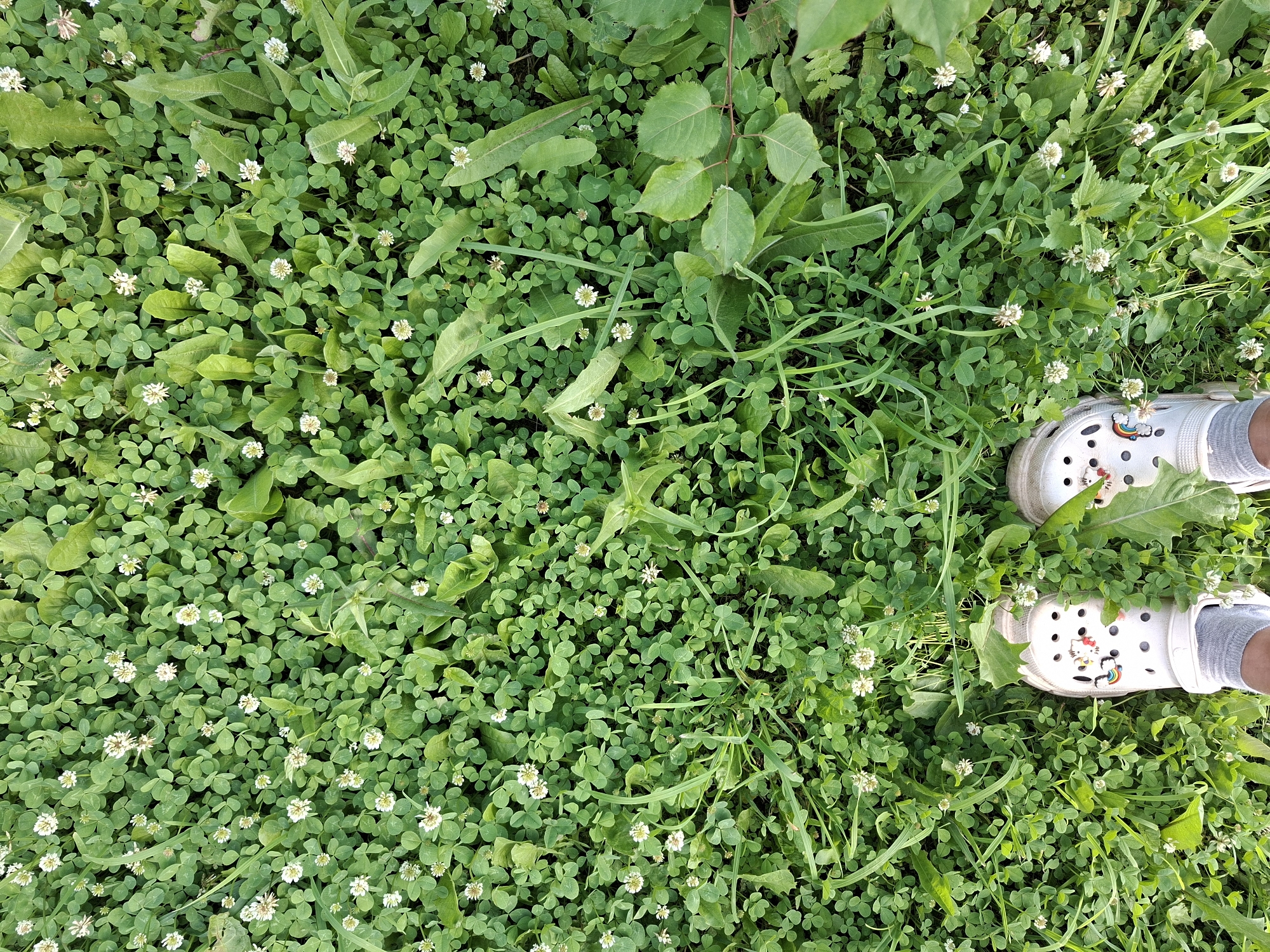 An overhead shot shows a pair of white Crocs with cartoon charms, standing on a dense patch of green clover with small white flowers. The shoes are angled slightly, with the left shoe closer to the viewer. The clover is interspersed with blades of grass and other green foliage. The scene is set outdoors, likely in a park or natural area, in Прикамский, Russia.