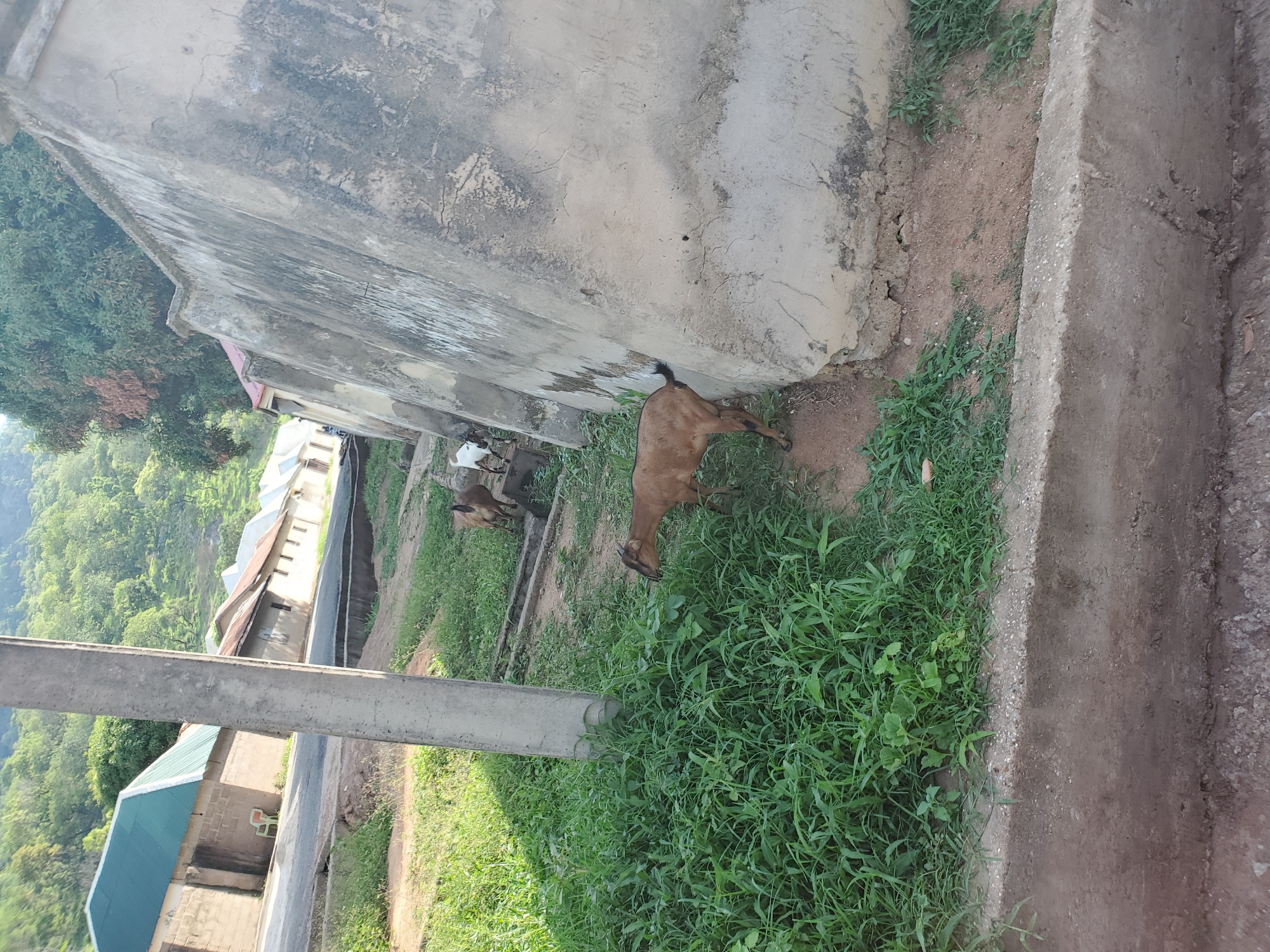 The scene shows a partially obstructed view of a residential area in Mararaba, Nigeria, taken from ground level. In the foreground, there's a rough, weathered concrete structure, potentially part of a building or retaining wall, with patches of green vegetation growing at its base. Two goats graze in the grass near the structure. Beyond the concrete, a dirt path runs along the side of a building. In the background, several houses line a street, with green hills visible in the distance. A concrete utility pole is visible in the lower left corner of the image.