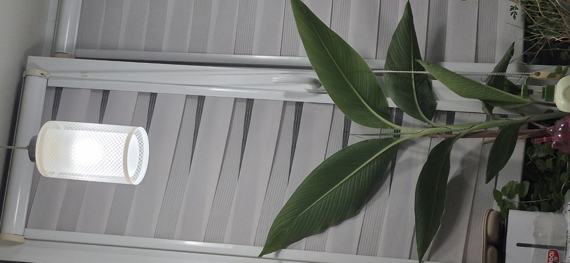 A potted plant with large green leaves is positioned in front of a window with horizontal blinds. A light fixture hangs from the ceiling above the plant. The blinds are made of alternating opaque and translucent horizontal strips, creating a textured background. The plant's stem is visible, and some of its lower leaves are partially obscured. In the foreground, partially visible objects include a white container with red lettering and a pink plastic object with a straw. The scene appears to be indoors.