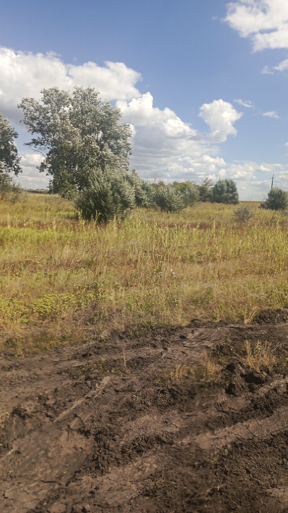 The image depicts a natural scene under a partly cloudy sky. In the foreground, there is a muddy track with visible tire imprints, suggesting recent vehicular activity. The ground transitions into a field of dry, tall grass and scattered bushes. In the midground, a line of trees and denser shrubbery creates a visual barrier. Further in the background, the landscape appears to be more open, with a few scattered trees or bushes and a utility pole visible on the right. The overall impression is of a rural or semi-rural environment in Oktyabr'skii Gorodok, Russia, possibly a field or the edge of a wooded area. There are no people or animals visible in the frame.