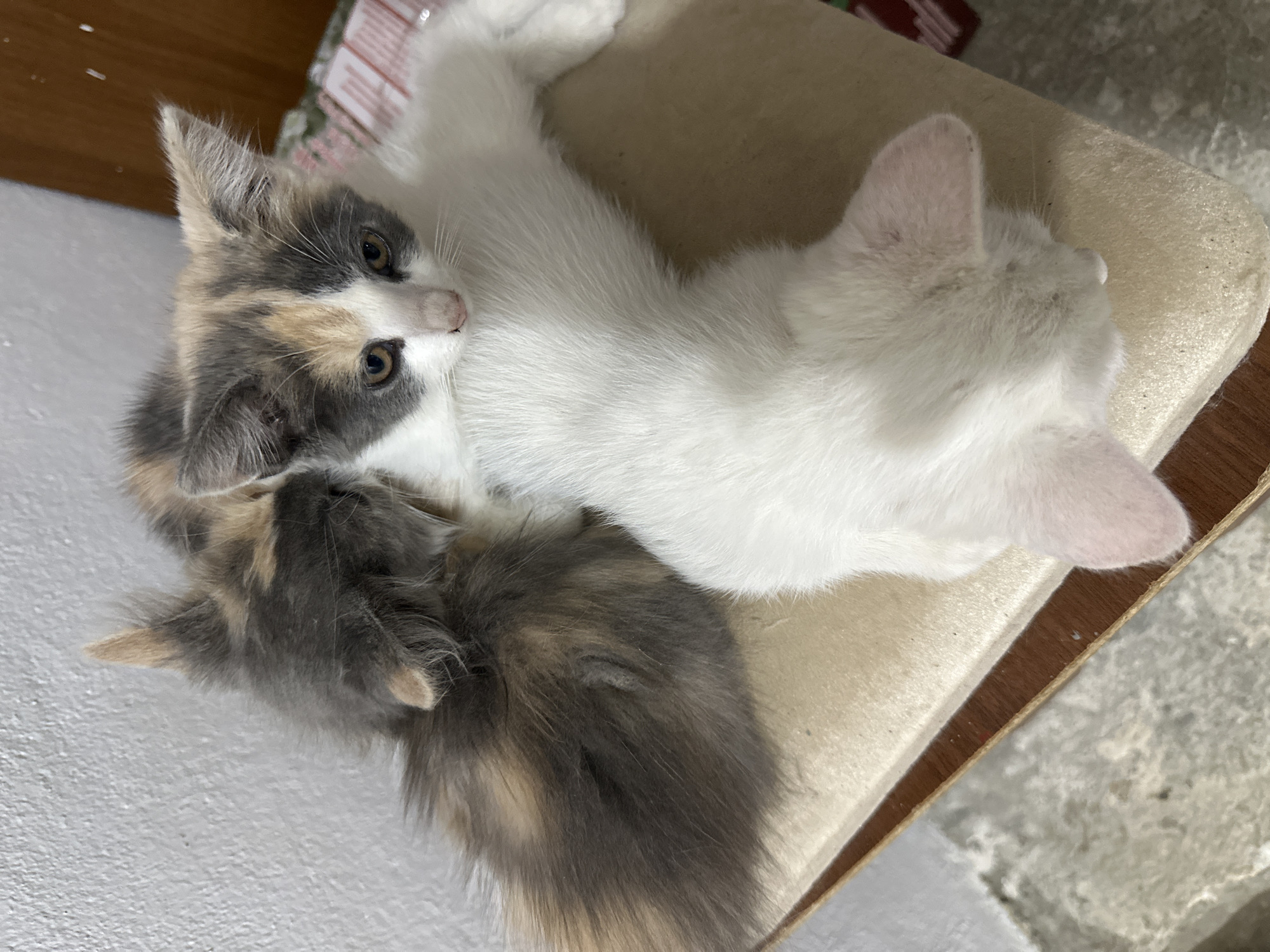 In the city of Subutli-Miatli, Russia, three kittens are nestled together on a beige, plush scratching post. Two kittens, with multi-colored fur in shades of grey, cream, and orange, are positioned on top. One of these has its head turned, appearing to groom or nuzzle the other kitten. The third kitten is primarily white with patches of grey on its head and is lying beneath the other two, facing away from the camera. The background includes a white textured wall on the left and a wooden surface with a red and white patterned cloth on the right. The floor in the foreground appears to be concrete.