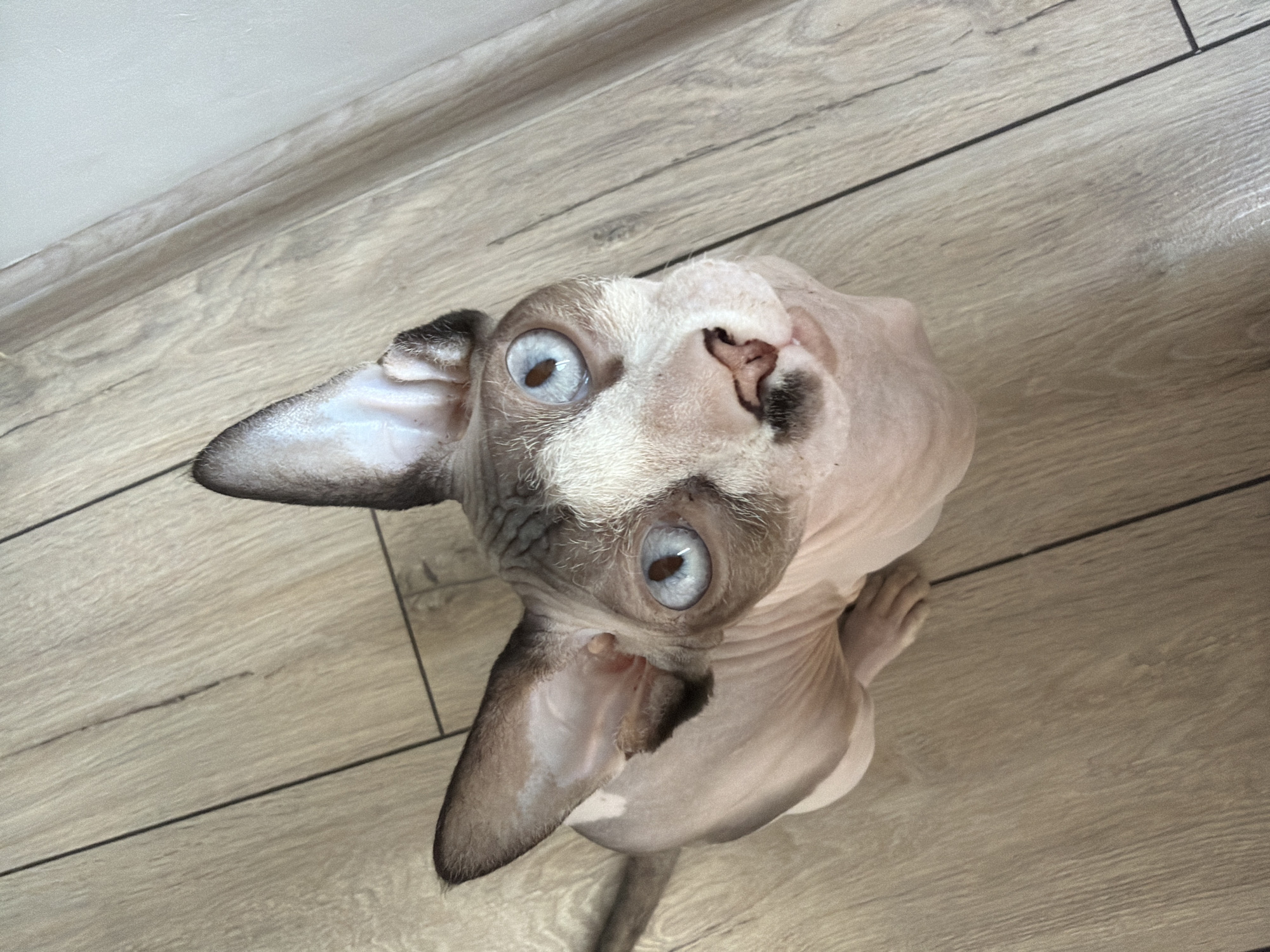 A top-down, close-up shot focuses on a hairless cat with striking blue eyes and light pink skin with grey markings. The cat is sitting on a light-brown wooden floor, with dark lines indicating the seams between the floorboards. The cat's head is tilted upwards, and its gaze is directed at the camera. Its ears are large and pointed, with the inner parts appearing pinkish and slightly furry. The cat has dark grey markings around its eyes and a smudge of dark grey on its nose and muzzle. Its pink nose is slightly upturned. The background consists of the wooden floor and a sliver of a white wall with a faint shadow near the floor. The image is taken from a high angle, looking down at the cat.