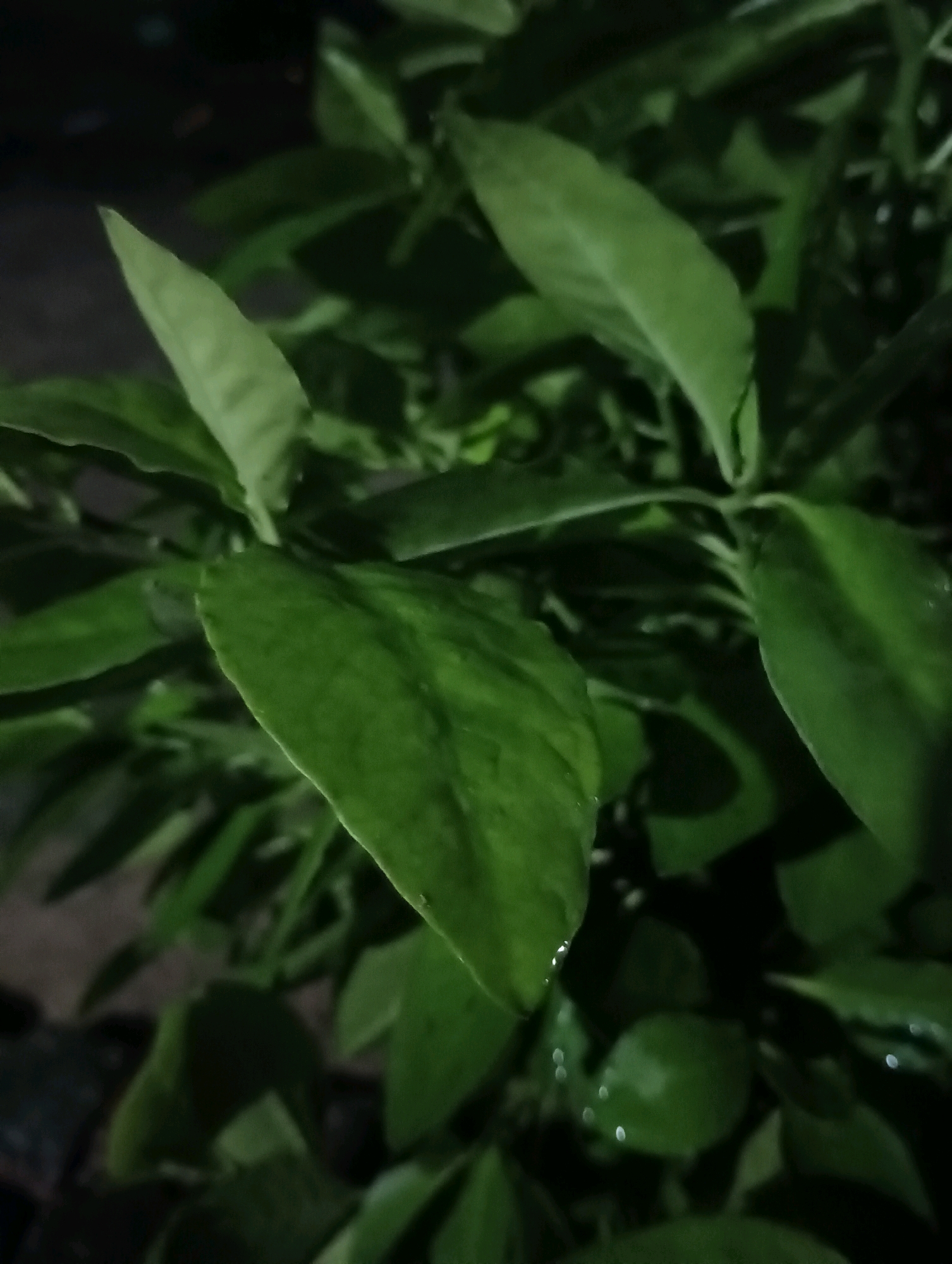 This is a close-up, dark, outdoor shot of green leaves. The image appears to have been taken at night, with artificial light sources creating highlights on the wet surfaces of some leaves. The leaves are varied in size and shape, with some pointed and others more rounded. The background is dark and out of focus, suggesting a natural or garden setting. There are no people, animals, or man-made objects visible in the image, other than what might be implied by the lighting. The location in Dakhin Parsa, India, is not visually represented in the image itself, but is provided as context for the scene.
