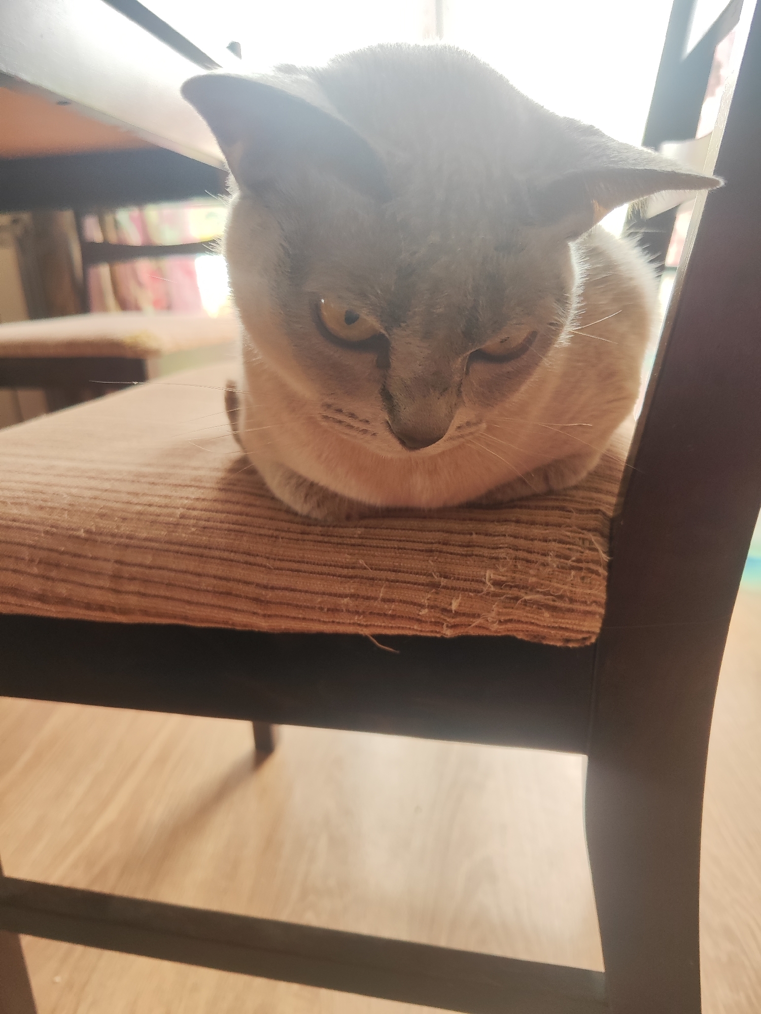 A light-colored cat with grey markings is curled up on a brown, textured chair seat. The cat's eyes are open and looking downwards. The chair has dark brown wooden legs and frame. The background consists of a wooden floor and a blurry view of furniture and possibly a shelf with books. The lighting suggests it is daytime and the sun is shining, creating a bright glare. The image appears to be taken indoors, in what could be a domestic setting. There are no people visible in the image, and no specific landmarks in Gvardeysk, Russia are identifiable.