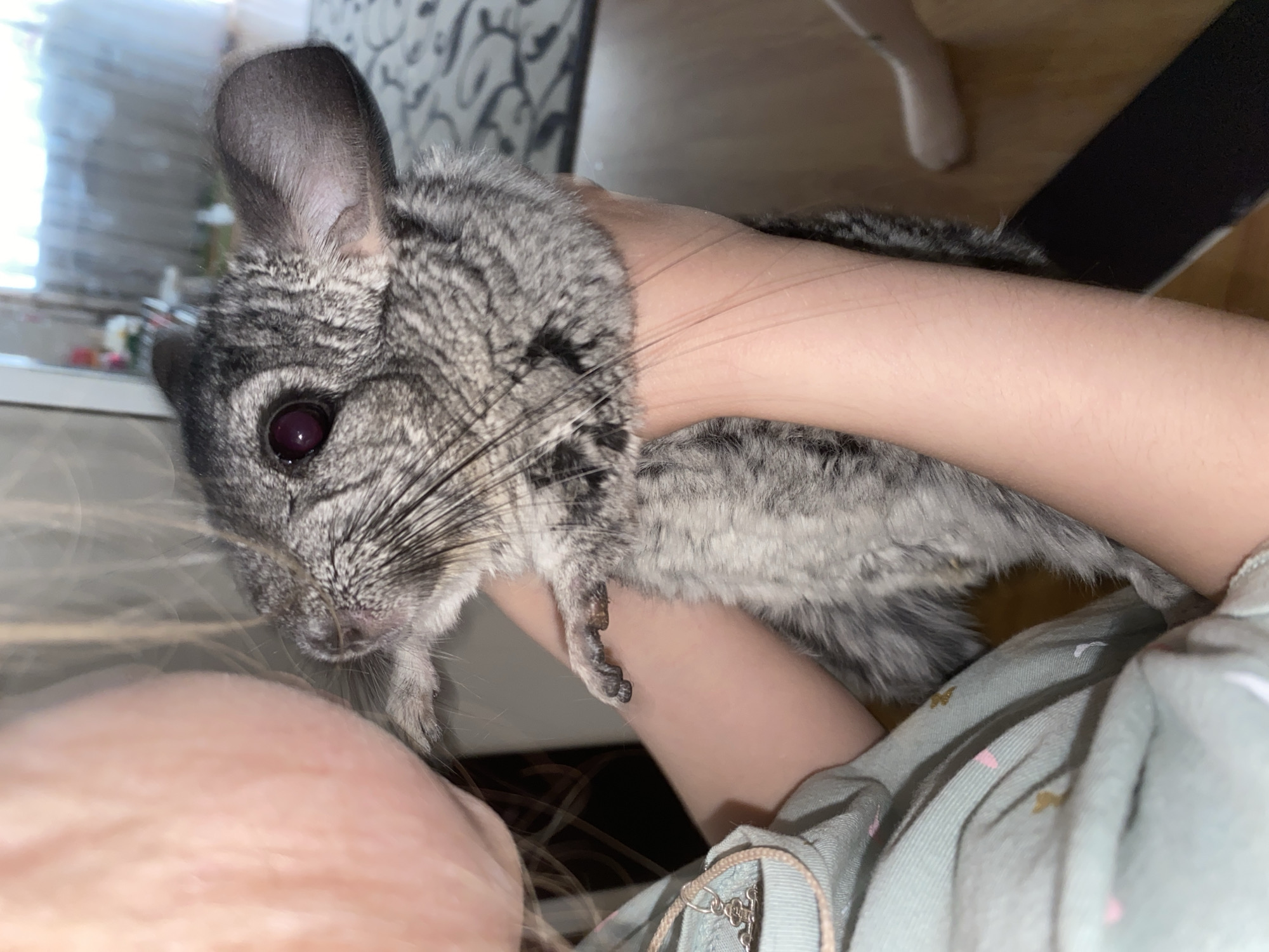 The image displays a close-up indoor scene in Votkinsk, Russia, featuring a person gently holding a chinchilla. The chinchilla, the primary subject, has thick, soft gray fur with lighter streaks, large, dark red eyes, prominent rounded ears, and long, sensitive whiskers. One of its small, dark paws is visible, showing tiny digits.
The chinchilla is being held by a person whose fair-skinned arms and hands are visible. The person is wearing light green clothing adorned with subtle pink and gold patterns.
The background is softly blurred but indicates an interior setting. A window on the left side allows in diffused natural light, suggesting it is daytime. Parts of a patterned wall or wallpaper, featuring white with dark gray or black swirling designs, are discernible. Faintly visible furniture elements, including a light-colored leg and a dark rectangular object, are present further in the background. The overall impression is a calm interaction between the pet and its owner within a domestic environment. There is no visible text in the image.