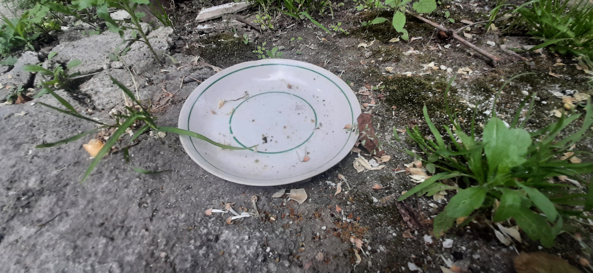 This media file shows a close-up, eye-level view of a dirty white plate with a thin green rim, resting on a rough, gray, outdoor surface. The plate appears to be discarded, as it is surrounded by dirt, small pieces of debris, and overgrown grass. Several blades of green grass are growing around and even slightly over the plate, suggesting it has been there for some time. There are also a few scattered, dried flower petals or plant debris on and around the plate.
The surface the plate is on is uneven and looks like a mix of dirt, gravel, and possibly concrete or asphalt. In the background, more vegetation and some larger stones or broken concrete pieces are visible, contributing to an unkempt, natural or semi-neglected outdoor setting. The lighting suggests it is daytime, possibly overcast given the lack of harsh shadows. There is no visible text in the image. The overall impression is one of abandonment and nature reclaiming a man-made object. Given the location context of Yessentukskaya, Russia, this scene could be in a yard, a park, or an alleyway where waste has been left. There are no people or animals present, and the focus is entirely on the plate and its immediate surroundings.