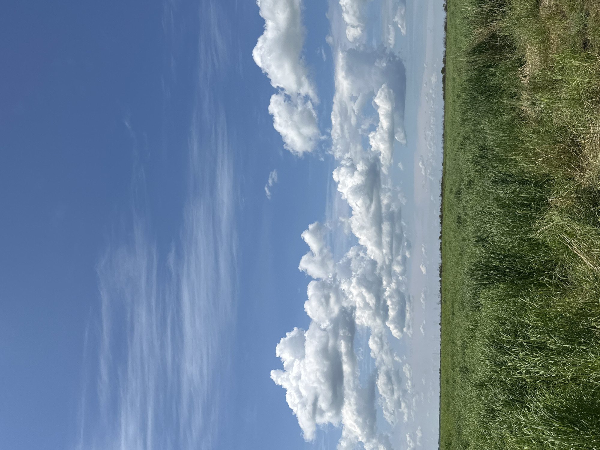A wide-angle, eye-level shot captures a verdant green field under a vast, bright blue sky filled with fluffy white clouds. The field stretches out to the horizon, where a thin line of trees and structures can be seen. The foreground shows the dense, tall green grass of the field, with some dry, brown blades scattered throughout, suggesting a natural, untamed landscape. The sky is a dominant feature, with wispy cirrus clouds high up and more voluminous cumulus clouds lower down, creating a dynamic and airy atmosphere. There are no people or animals visible in the scene. The location is identified as Im. Tel'mana, Russia, suggesting this is a rural or undeveloped area.