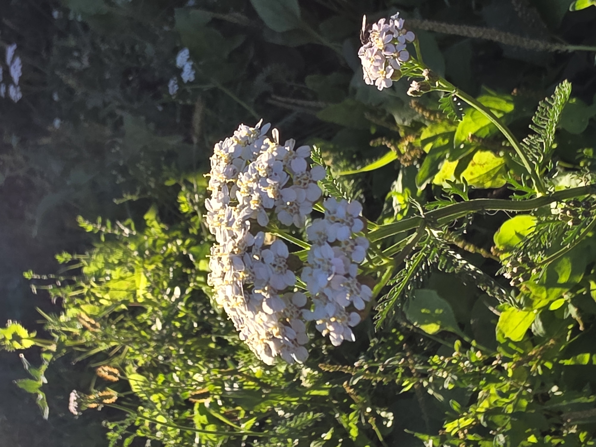 This image captures a close-up view of white flowers with yellow centers, possibly yarrow, in a sunlit, green environment. The flowers are clustered in flat-topped bunches. In the foreground, a large cluster of these flowers is prominent, with a smaller cluster to the right. On the smaller cluster, a dark insect, possibly a bee, is visible. The background consists of lush green foliage, with some areas illuminated by sunlight, creating a dappled effect. The overall impression is one of a natural, outdoor setting, likely a garden or meadow. There is no visible indication of the city of Речицы, Russia.