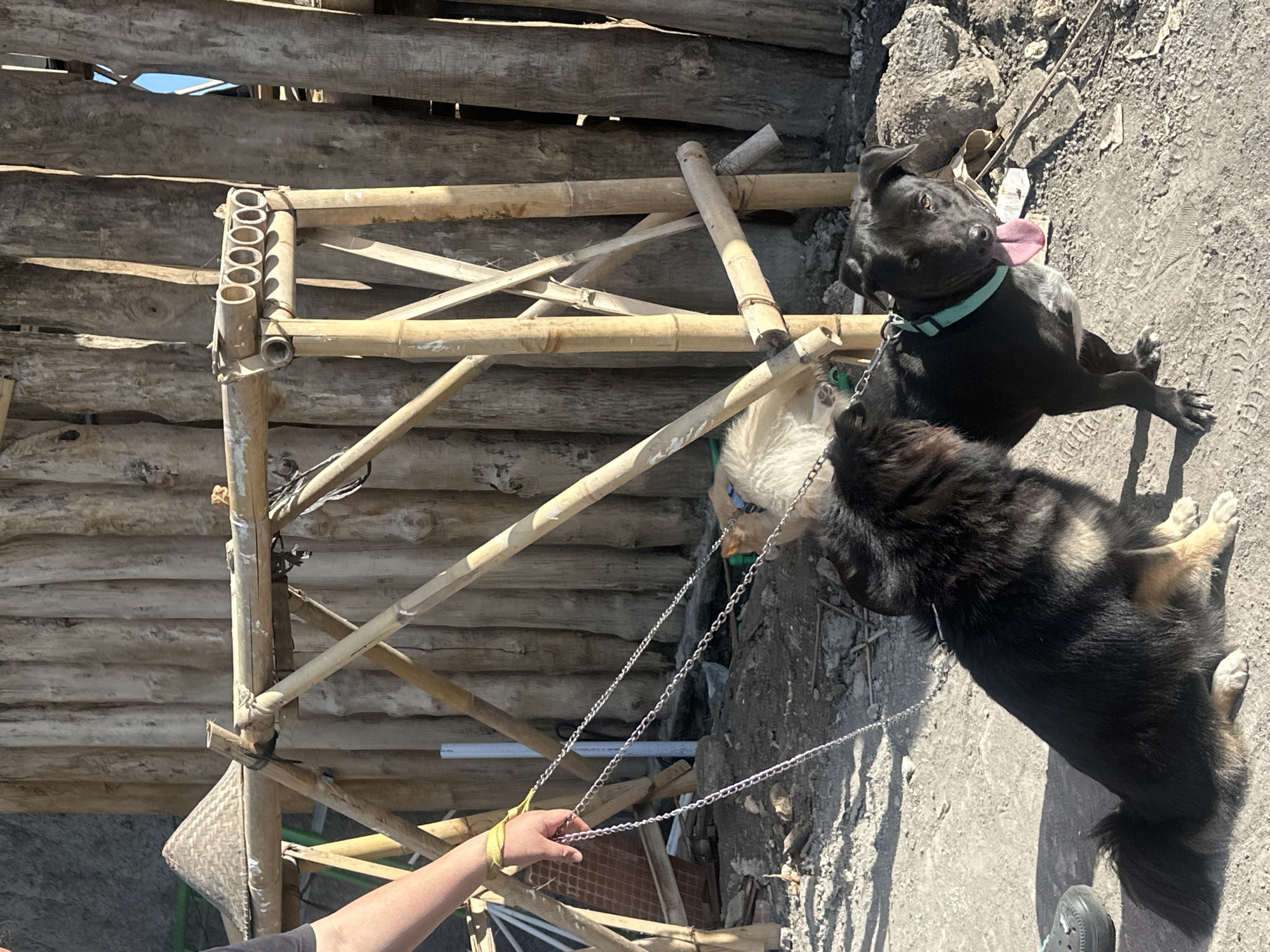The image shows two dogs on leashes, standing on a concrete surface in North Kuta, Indonesia. The dogs are chained to a bamboo structure. The dogs are black and light brown and white. An arm is visible, holding the leash of the dogs.