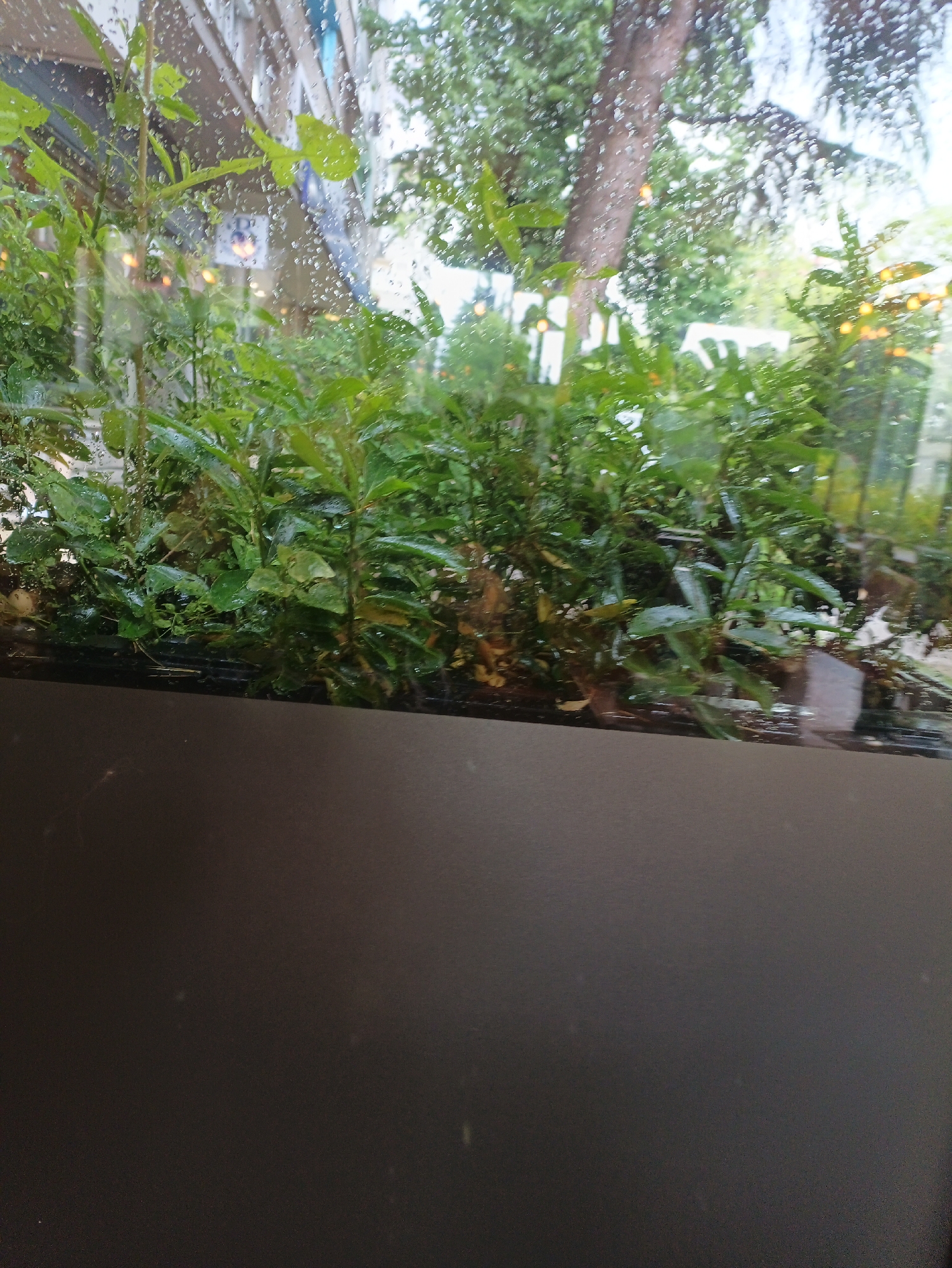 The image depicts a window display of greenery, likely a planter box, with a view to the outdoors obscured by raindrops on the glass. Outside, a blurry scene of trees and what appears to be a building can be seen. The foreground is dominated by the dark-colored planter box. The location is potentially Burgas, Bulgaria, but there is no explicit information in the image to confirm this.