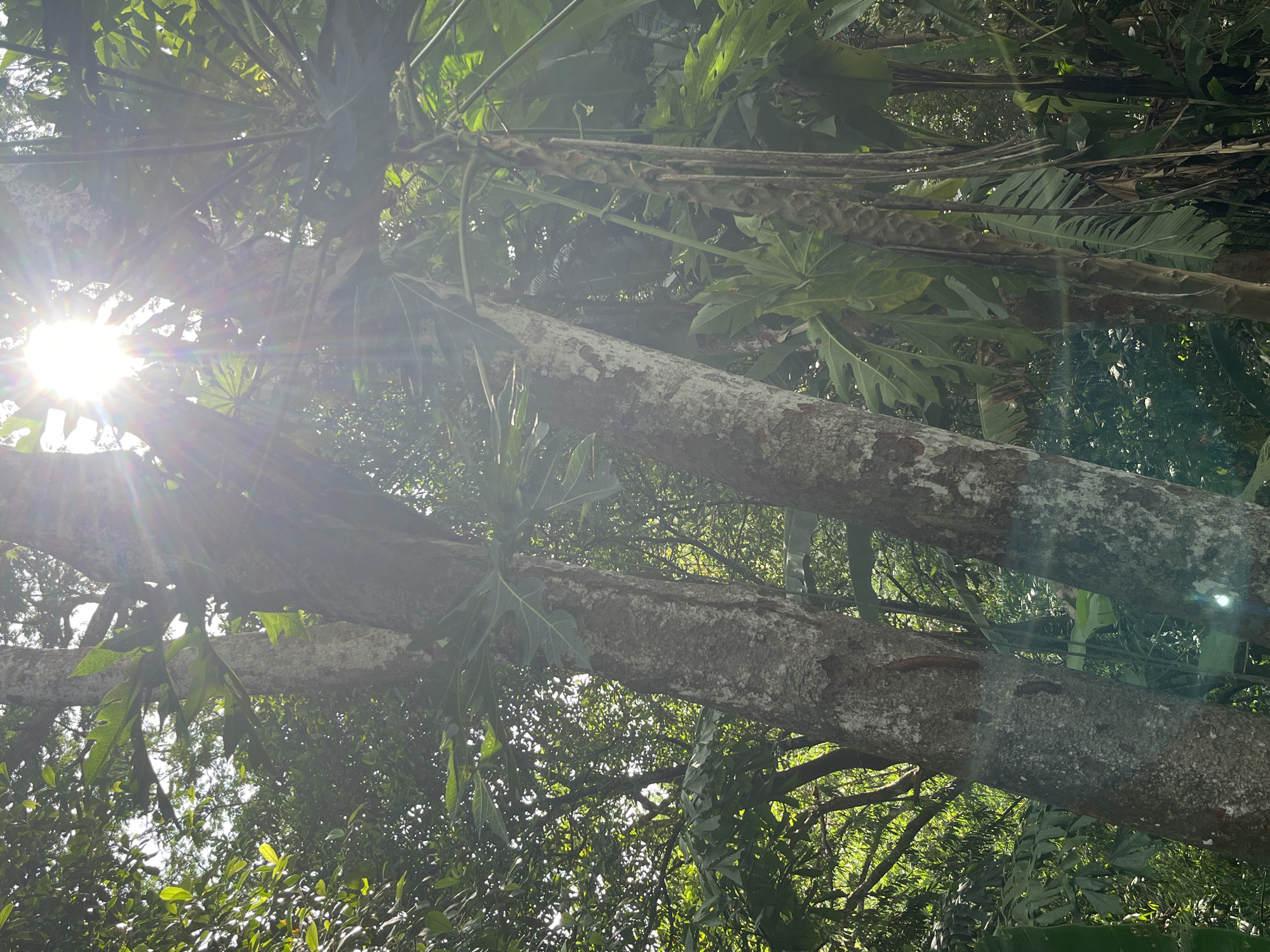 The image is a low-angle shot looking up into a dense tropical forest canopy, likely in Patong, Thailand, with the sun shining brightly through the leaves. Two large tree trunks, textured with gray and white bark, are prominent in the foreground, positioned slightly to the left of the frame. The sunlight creates a lens flare effect, with visible rays extending outwards from the sun, which is partially obscured by foliage. Lush green leaves and branches fill the rest of the frame, creating a sense of depth and natural abundance. The environment appears humid and verdant, characteristic of a tropical region. No people or man-made objects are visible in the image.