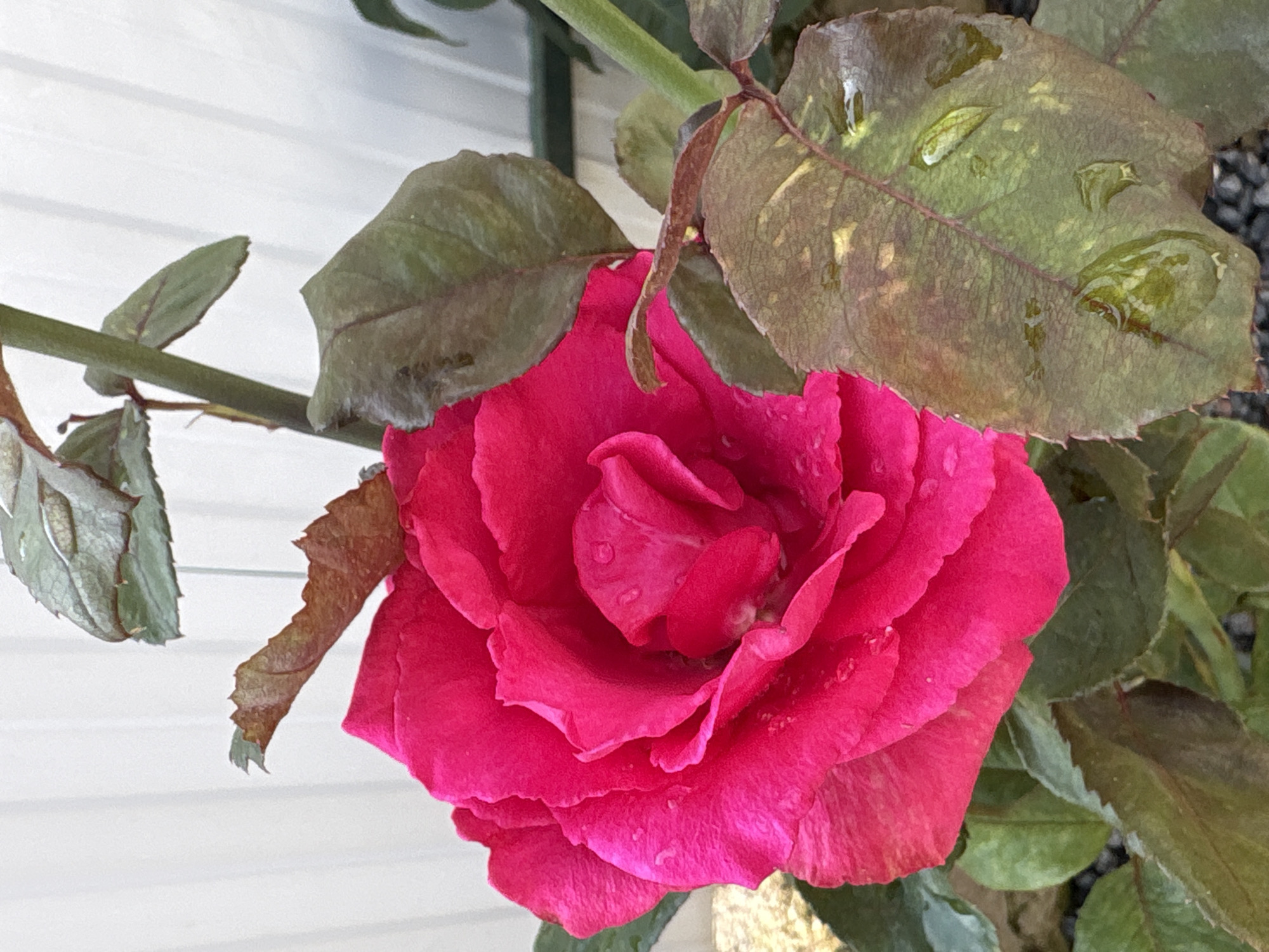 A close-up, vertical, medium shot captures a vibrant pink rose in full bloom. The rose petals are tightly furled towards the center, with water droplets visible on their surface. Some of the rose's leaves are a deep green, while others appear to be browning and somewhat dry, also bearing water droplets. The rose is partially obscured by its own leaves and a thin, green stem. In the background, a white, vertically paneled structure suggests a fence or wall. Small, dark stones are visible at the base of the rose. The scene is likely outdoors in Navahrudak, Belarus.