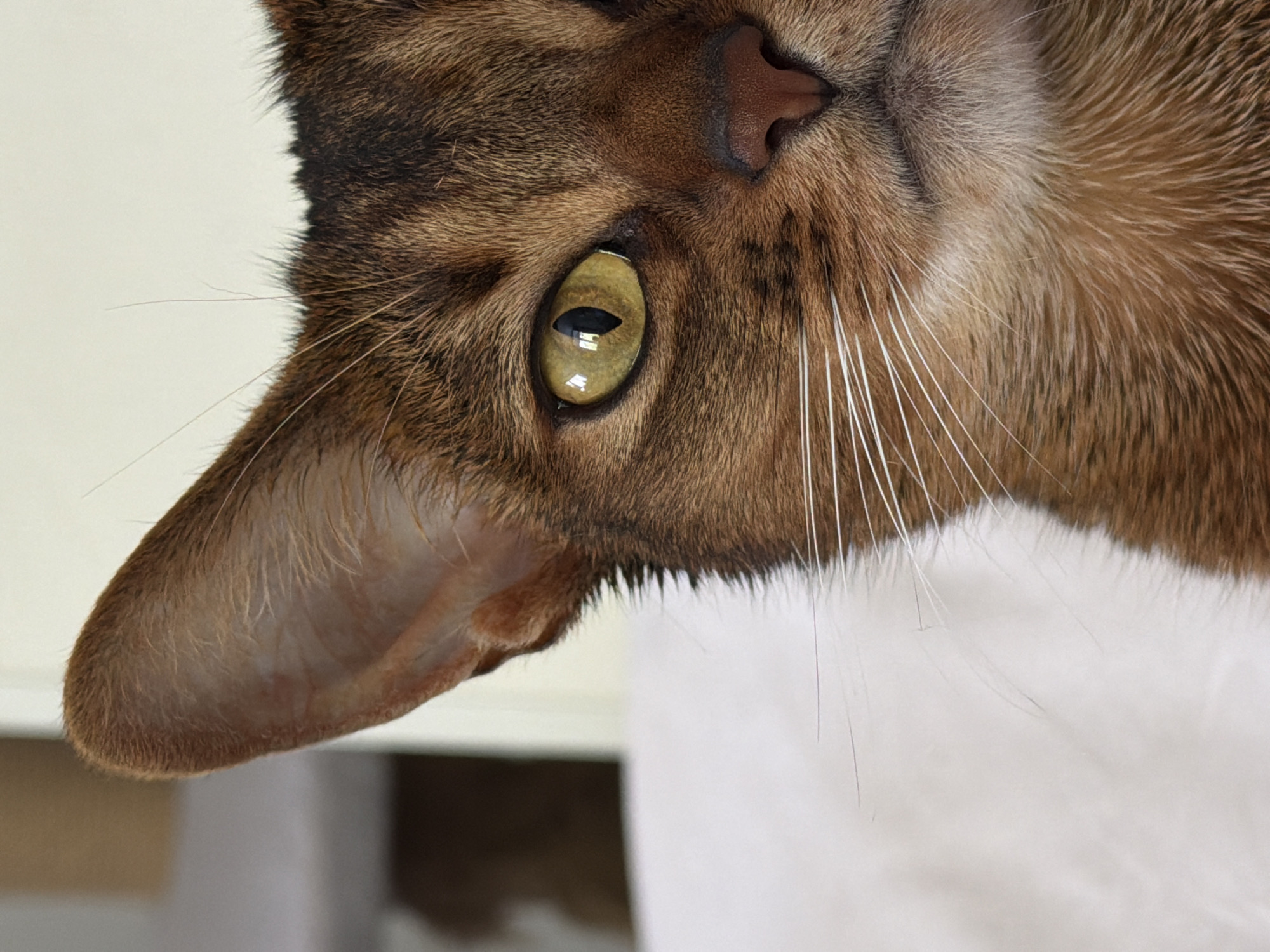 A close-up, upside-down image of a cat's face fills the frame. The cat has brown and tan fur, with prominent white whiskers. Its ear is visible to the left, and a golden-yellow eye is positioned centrally. A pink nose is located at the top of the image. The background is blurred, with white and gray tones. The location and city are Unknown, Unknown.