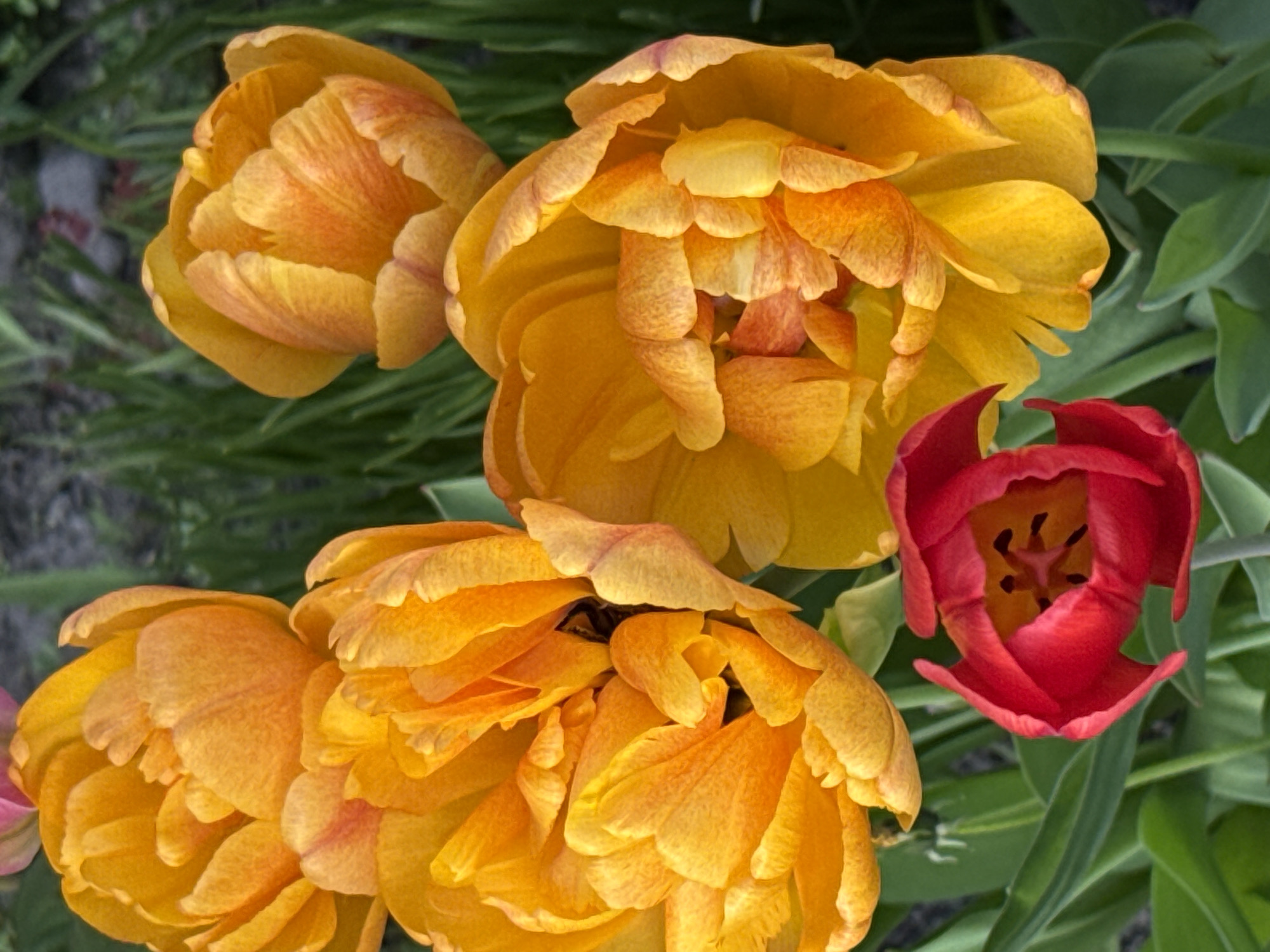 The image depicts a close-up view of several flowers, most notably tulips, set against a green leafy background. The predominant color of the flowers is a vibrant yellow-orange, with a single red tulip standing out. The yellow-orange tulips appear to be fully open, displaying multiple layers of petals. The red tulip is partially open, revealing its inner structure. The background is a mix of green leaves and foliage, adding depth to the image. The location is Saint Petersburg, Russia.
