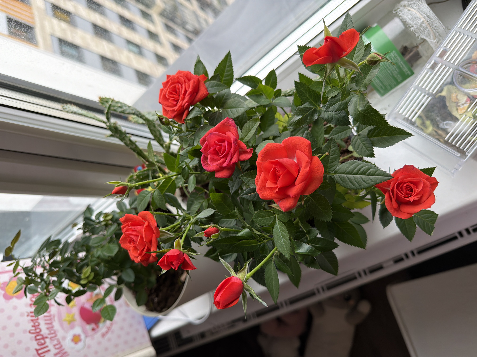 A close-up, eye-level shot captures a potted miniature rose bush with vibrant red blooms and green leaves, situated on a white windowsill. Behind the rose bush, a pink card with Cyrillic text that appears to say "Первый Малыш" (First Baby) is visible. To the right of the roses, a window reveals a blurred view of a city building, indicating an urban setting. The windowsill itself is white and shows some texture. To the lower right, a transparent plastic container with a ribbed lid sits on the windowsill, containing what looks like plant debris or soil. The overall environment suggests an indoor setting, likely a home, with the windowsill providing a vantage point to the outside world. The presence of the pink card with baby-related text suggests the image might be related to a new child. The image is well-lit, with natural light coming from the window. The location of Perm, Russia, is not explicitly identifiable from visual cues within the image itself.