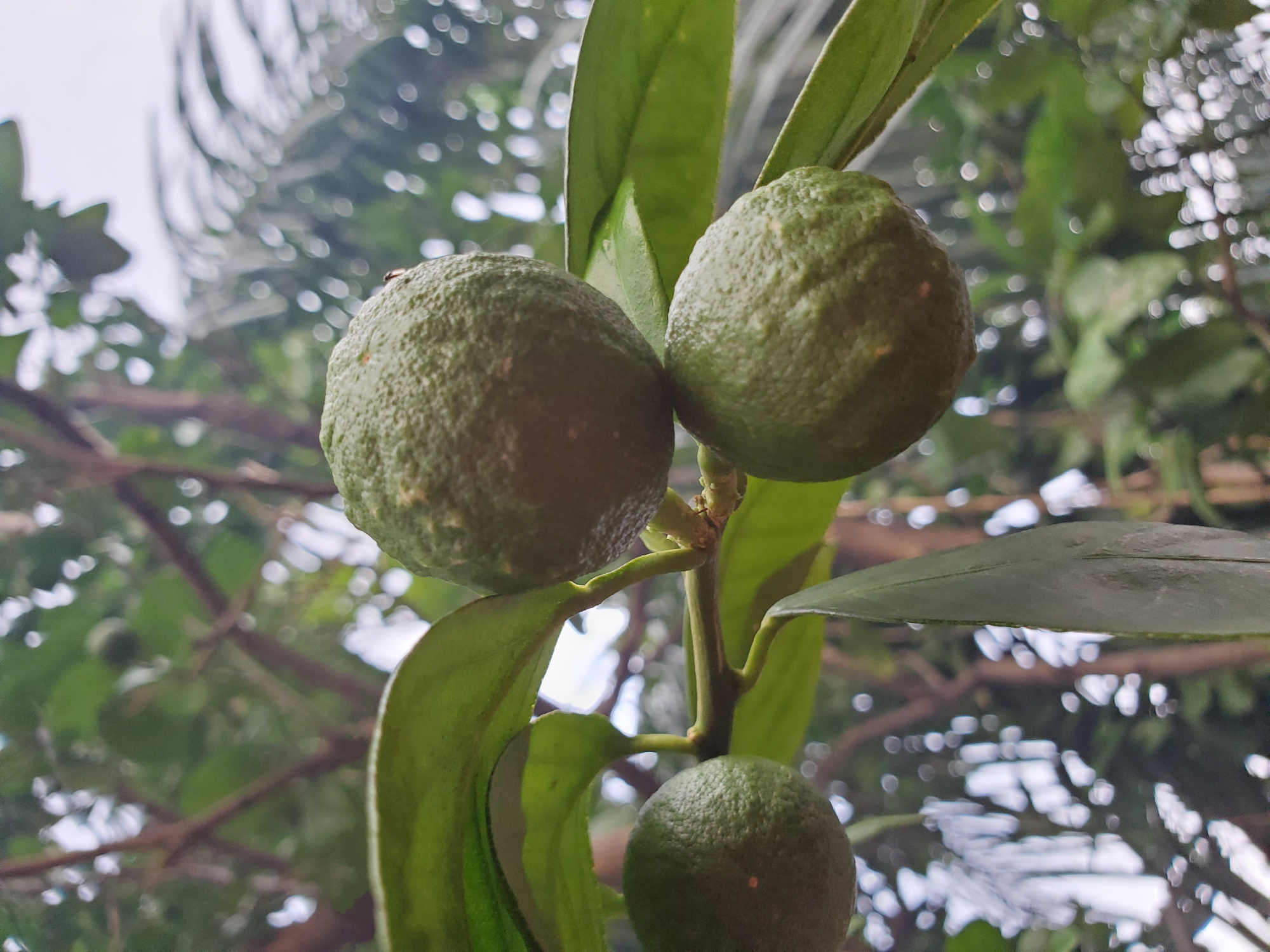 The image depicts a close-up of a citrus plant with three unripe green citrus fruits hanging from a branch. The fruit appear to be a lime or lemon variety. The leaves are a deep green with a waxy appearance. The background is blurred, suggesting the plant is outdoors and possibly in a garden or yard. The exact location cannot be confirmed within the city of Mararaba, Nigeria based on the visual information provided. There are no people visible in the image.