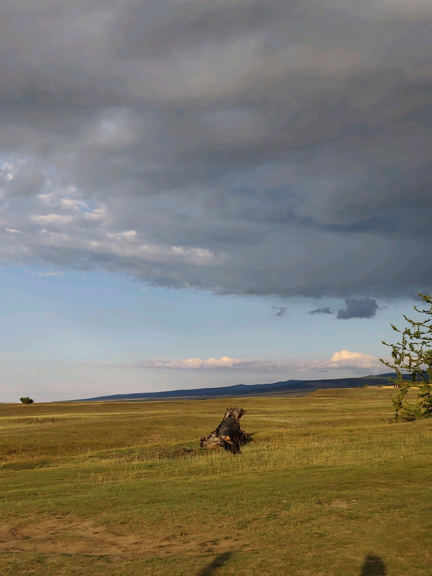 An overcast sky looms above a vast, grassy plain in Kharantsy, Russia. A solitary tree stands in the distance, adding a dark silhouette to the golden-brown landscape. In the foreground, a weathered tree stump lies on the ground, its rough texture contrasting with the smooth, green grass. The scene is bathed in a soft, diffused light, suggesting either early morning or late evening. The shadows of two individuals are cast on the ground, indicating their presence but not their features. A pine tree on the right side of the frame adds a touch of green to the otherwise muted color palette. The distant horizon is marked by a range of hills or mountains, their outlines softened by the atmospheric haze.
