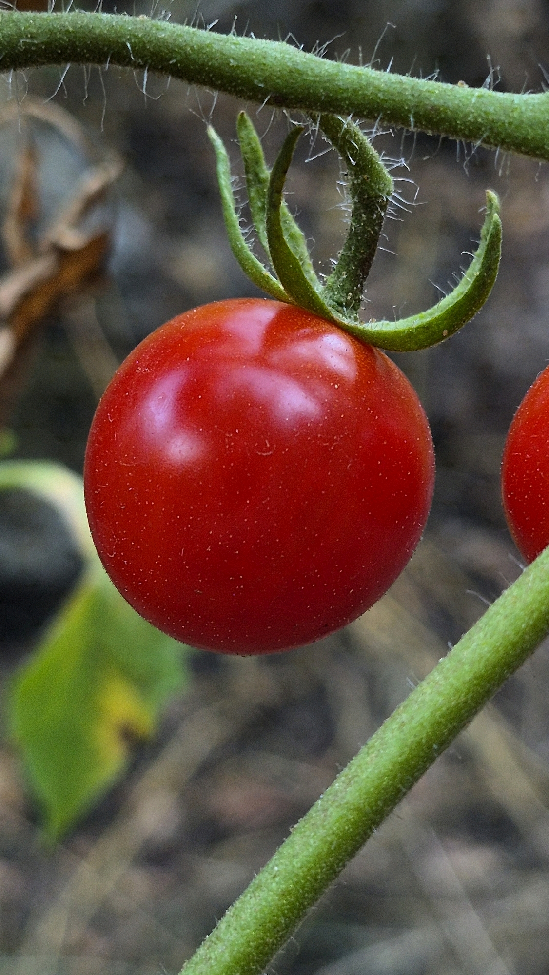 A close-up shot features a single, ripe red cherry tomato hanging from a green vine. The tomato is round and smooth, with a slight sheen reflecting the light. The vine is covered in fine, translucent hairs and extends upwards and diagonally across the frame. Small green sepals are visible at the top of the tomato where it meets the vine. In the background, the scene is blurred, showing hints of green leaves and a textured, earthy surface, suggesting an outdoor, natural setting. Another blurry red tomato is partially visible on the right side of the image.