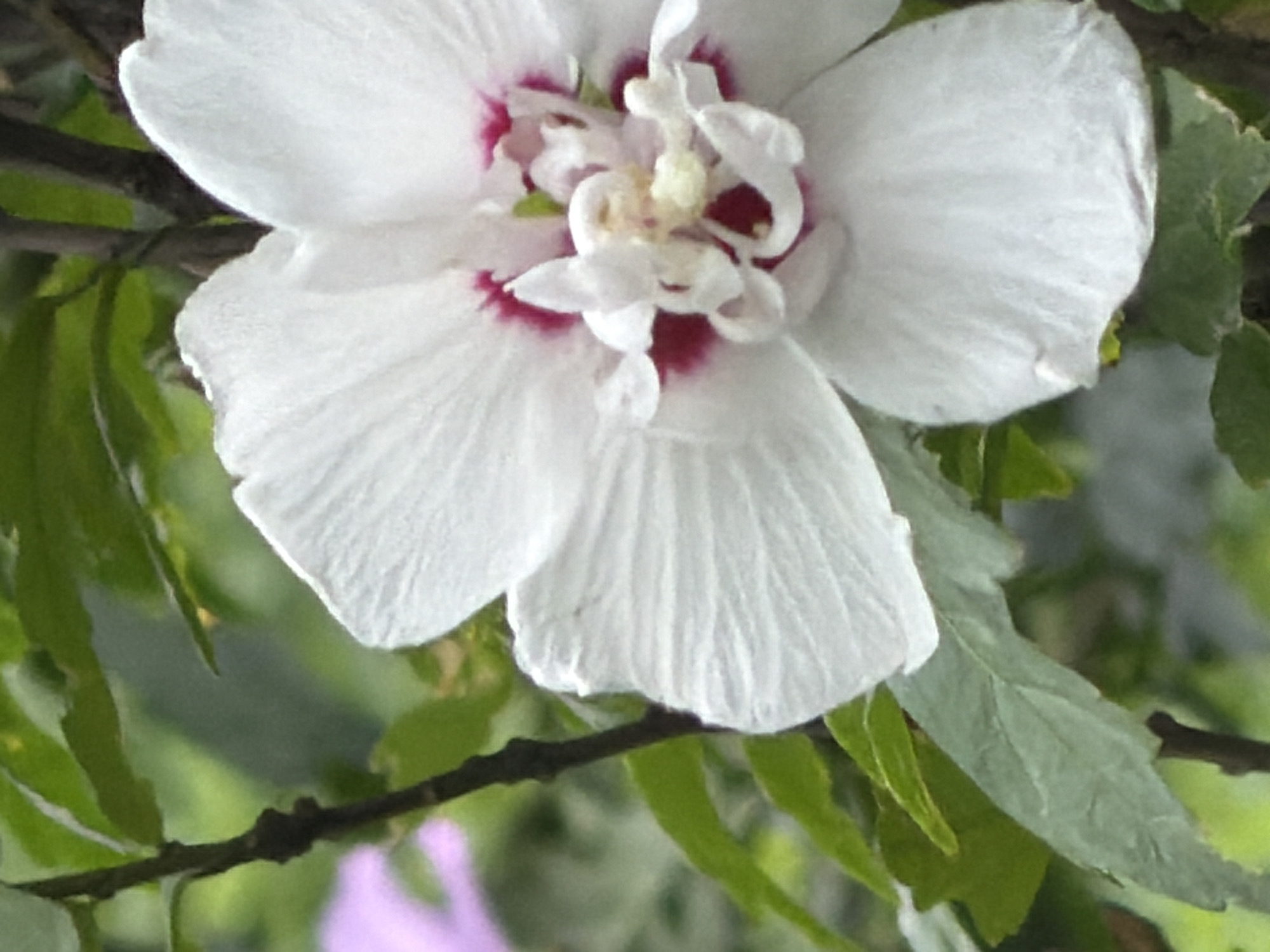A close-up, vertical shot captures a white hibiscus flower with pink accents at its center, set against a backdrop of lush green leaves. The flower, the primary subject, is in full bloom, its delicate petals unfurling to reveal intricate details of its stamen and pistil. The surrounding foliage provides a soft, natural contrast, creating a sense of depth and serenity. The lighting appears to be natural, likely daylight, illuminating the textures and colors of the flower and leaves with a gentle glow. The image's composition draws the viewer's eye to the exquisite beauty of the hibiscus, emphasizing its delicate form and vibrant hues.