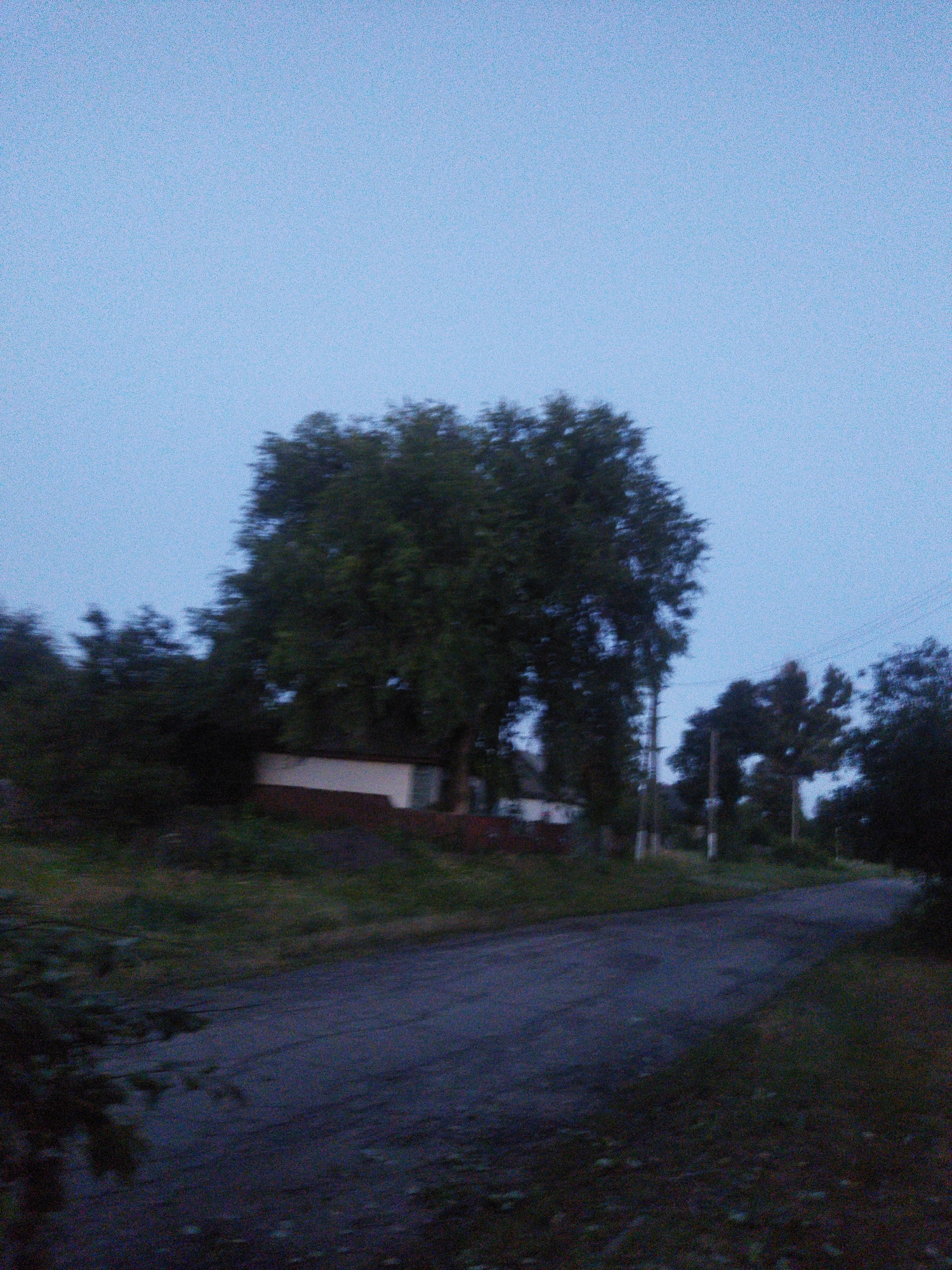 The image depicts a dusky rural scene, likely in the city of Sosnivka, Ukraine. A paved road curves through the foreground, flanked by overgrown grass and vegetation. In the mid-ground, a cluster of trees dominates the frame, with a small, light-colored building visible behind them, partially obscured by foliage. The sky is a pale, uniform blue, suggesting either early morning or late evening twilight. The overall impression is one of quietude and natural overgrowth, typical of a non-urban environment. The image is slightly blurry, giving a sense of motion or low light conditions. No people or animals are present in the frame.