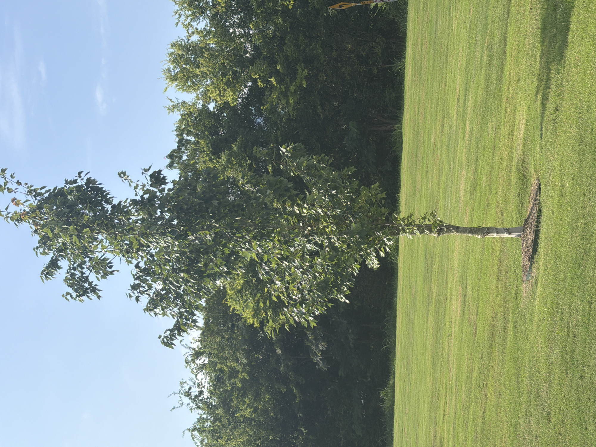 A young tree stands in the middle of a manicured green lawn. The tree has a slender, light-colored trunk and is covered in dense green leaves. Behind the tree, a line of dark green trees forms a natural boundary. The sky above is a clear, light blue. A portion of a yellow sign with black lettering is visible on the far right edge of the image. The scene appears to be a park or a well-kept residential area within the city of Chattanooga, United States of America.