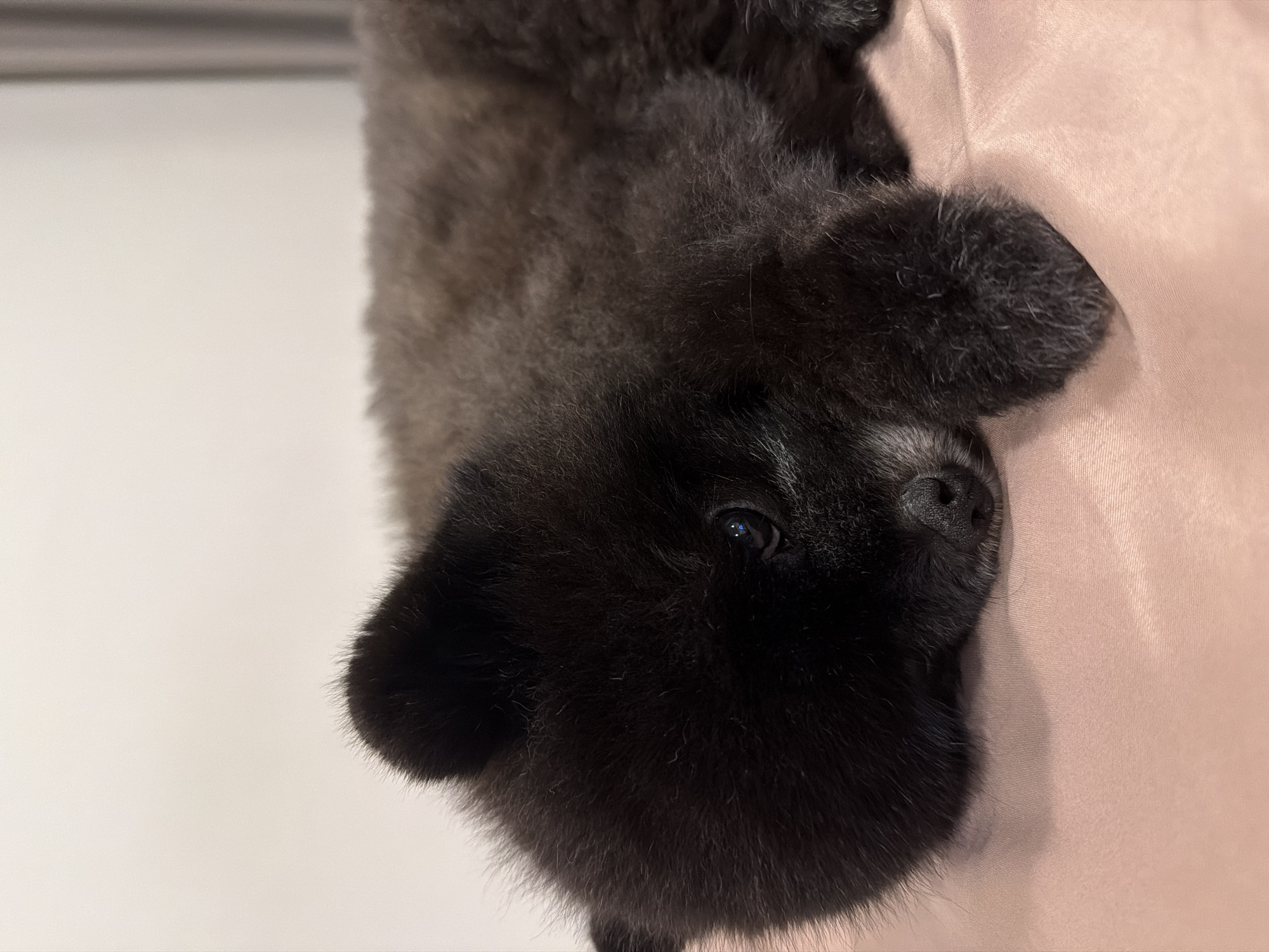 A close-up, eye-level shot shows a black Pomeranian puppy lying on a pink satin fabric. The puppy's head is resting on its paws, and its eyes are partially closed, suggesting it is sleeping or resting. The background is a plain, light-colored wall. The image is well-lit, with the focus on the puppy's fur and facial features. There is no indication of the location being in Kathu, Thailand.