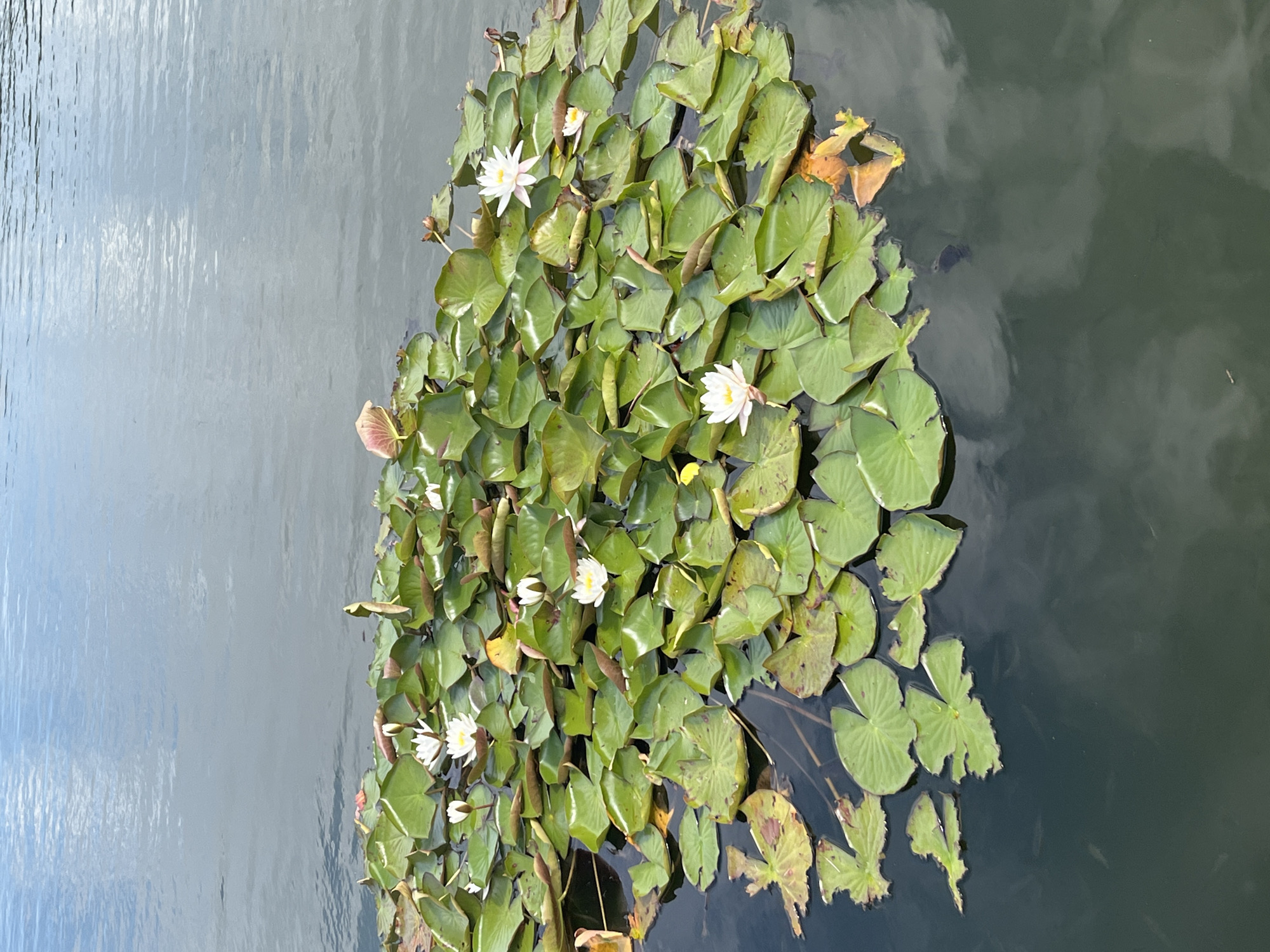 A cluster of water lilies with white flowers and green lily pads floats on the surface of a dark body of water. The water reflects the sky, which appears cloudy and blue. There are no people visible in the image. The scene is tranquil and natural. The location is Kohtla-Järve linn, Estonia.