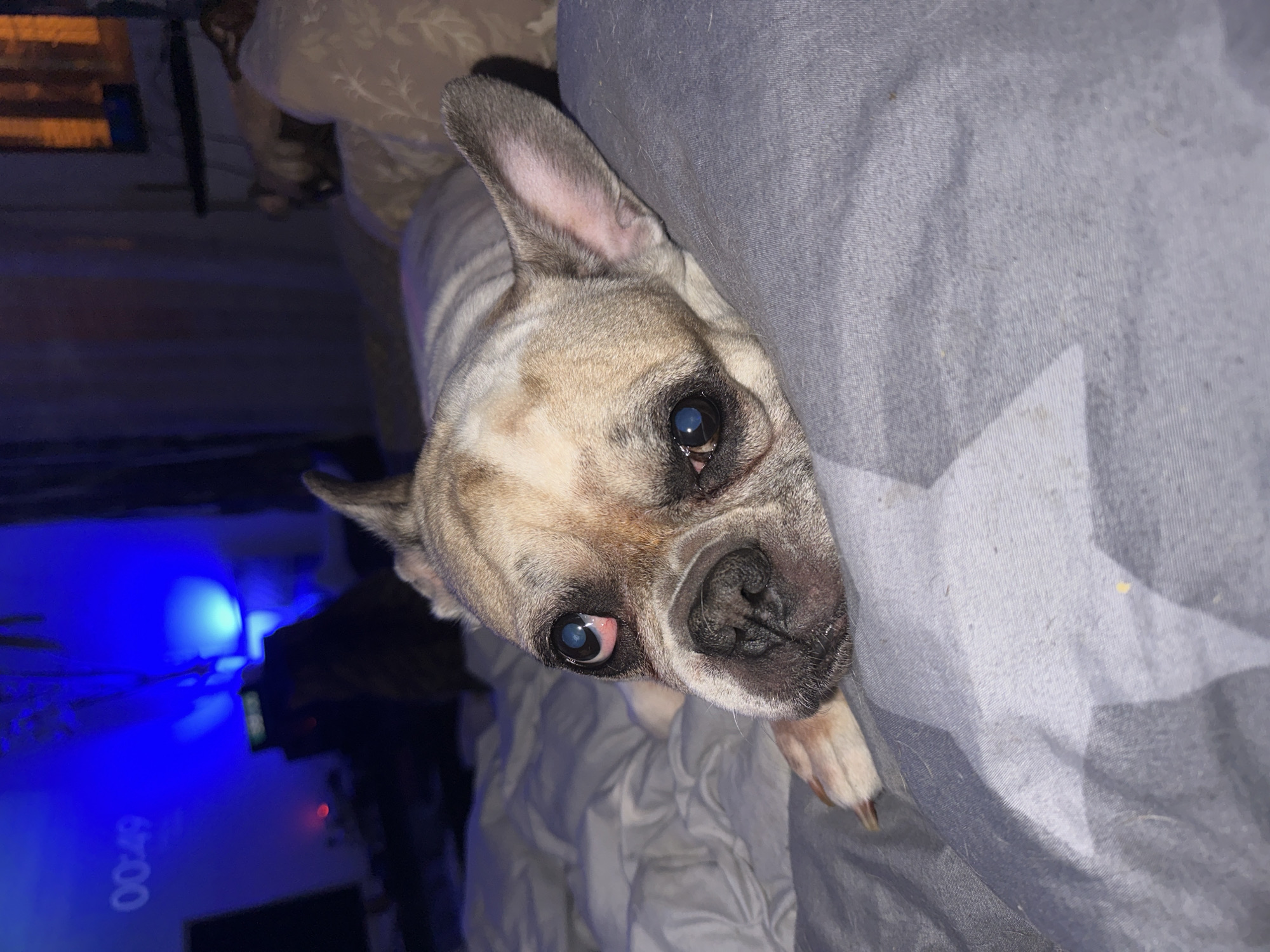 A French bulldog lies on a bed covered with a gray star-patterned comforter. The dog's head is propped up on a gray pillow, with its eyes open and looking toward the camera. The dog has light brown fur with darker brown markings around its eyes and ears. The background is dimly lit, with a blue light emanating from a device that displays the time "00:49". There are also blurred figures in the background, possibly other pets or people. The scene appears to be indoors, likely in a bedroom. There is no indication that this scene is located in Moscow, Russia.