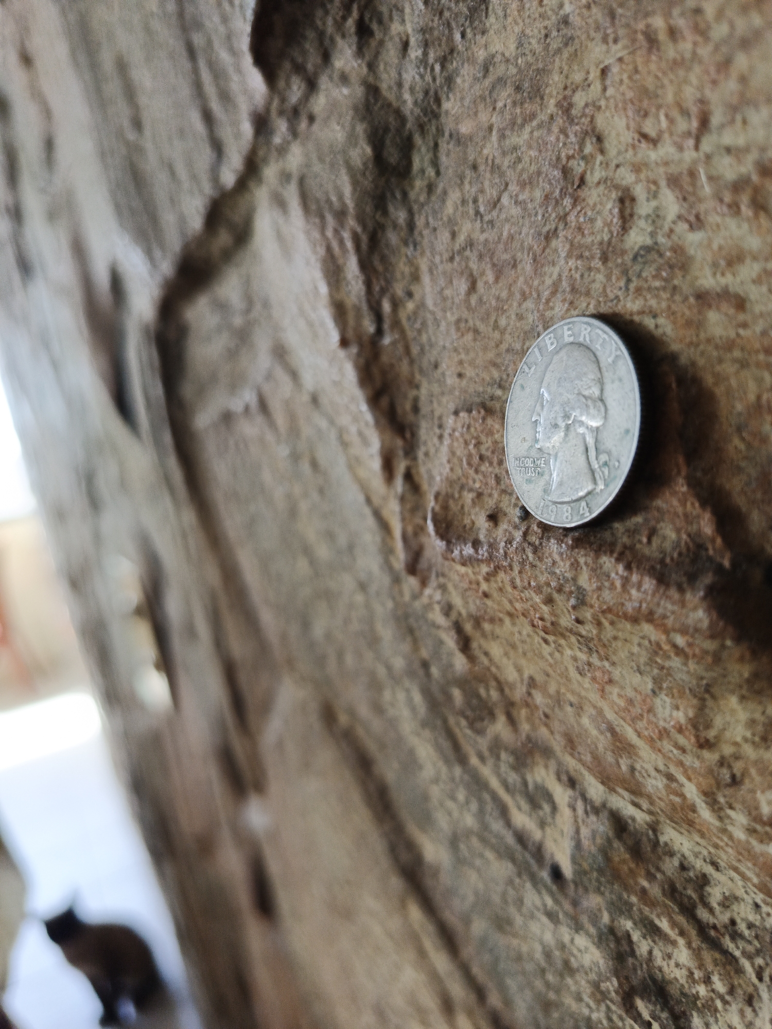 The image depicts a weathered, light brown surface, possibly rock or aged wood. A United States quarter, dated 1984, rests on the surface. In the blurry background, there appears to be a cat. The photograph was taken in Los Robles, Venezuela.