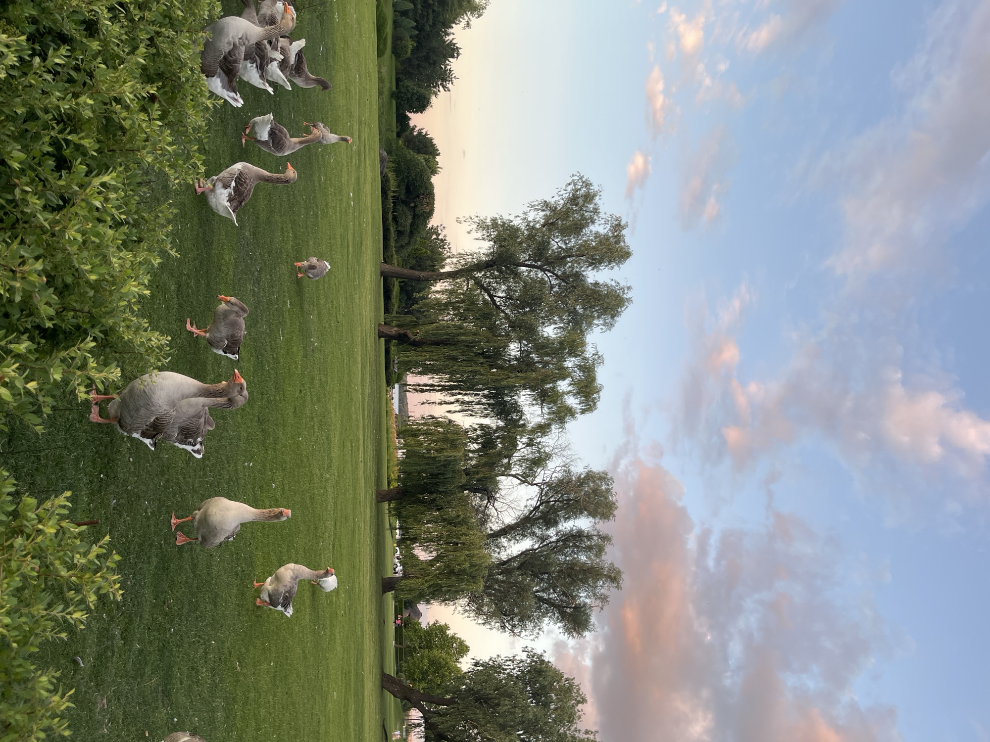 A flock of domestic geese is gathered on a manicured green lawn, with several large weeping willow trees in the background. The sky is a soft blue with wisps of pink and orange clouds, indicating it is either sunrise or sunset. In the far distance, a body of water can be seen, and on the other side of the water, there is a settlement with buildings and trees. Some people and vehicles are visible in the middle distance, suggesting this location is a park or a residential area. The geese are varied in color, with some being predominantly gray and others white. Some are standing, while others are grazing. In the foreground, there are green bushes. The overall scene is serene and pastoral. The location is likely Dnipro, Ukraine, given the context provided.