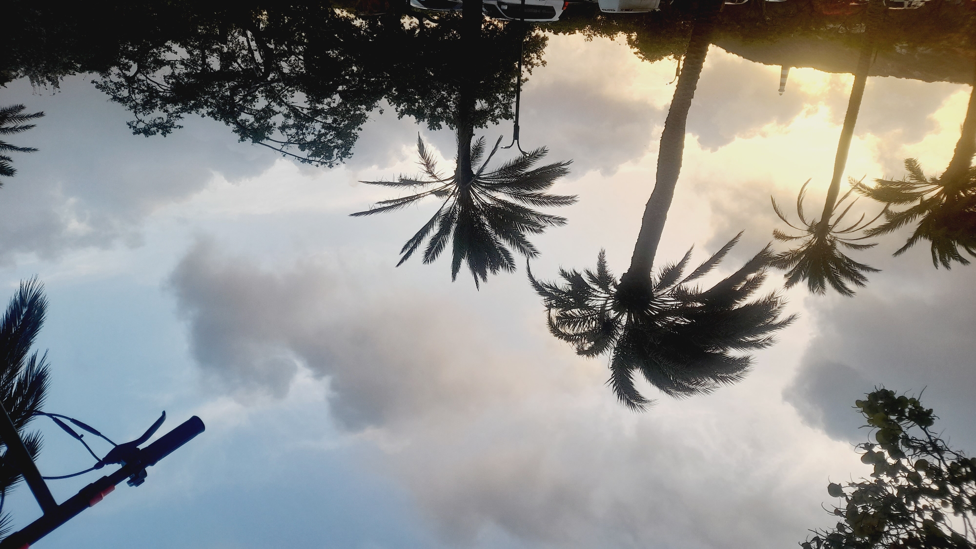The image depicts a scenic view of palm trees silhouetted against a cloudy sky with the sun setting behind them, casting a warm glow. In the distance, a lighthouse stands atop a hill. The foreground features more palm trees and some foliage. The scene appears to be in a coastal area, likely near Pedro González, Venezuela, given the presence of palm trees and a lighthouse, typical features of such locations. There are no people visible in the image, but some cars are parked in the lower portion of the frame, suggesting it's an accessible area. A portion of an electric scooter handle is visible in the upper right corner of the frame. The overall impression is one of a tranquil evening by the sea.