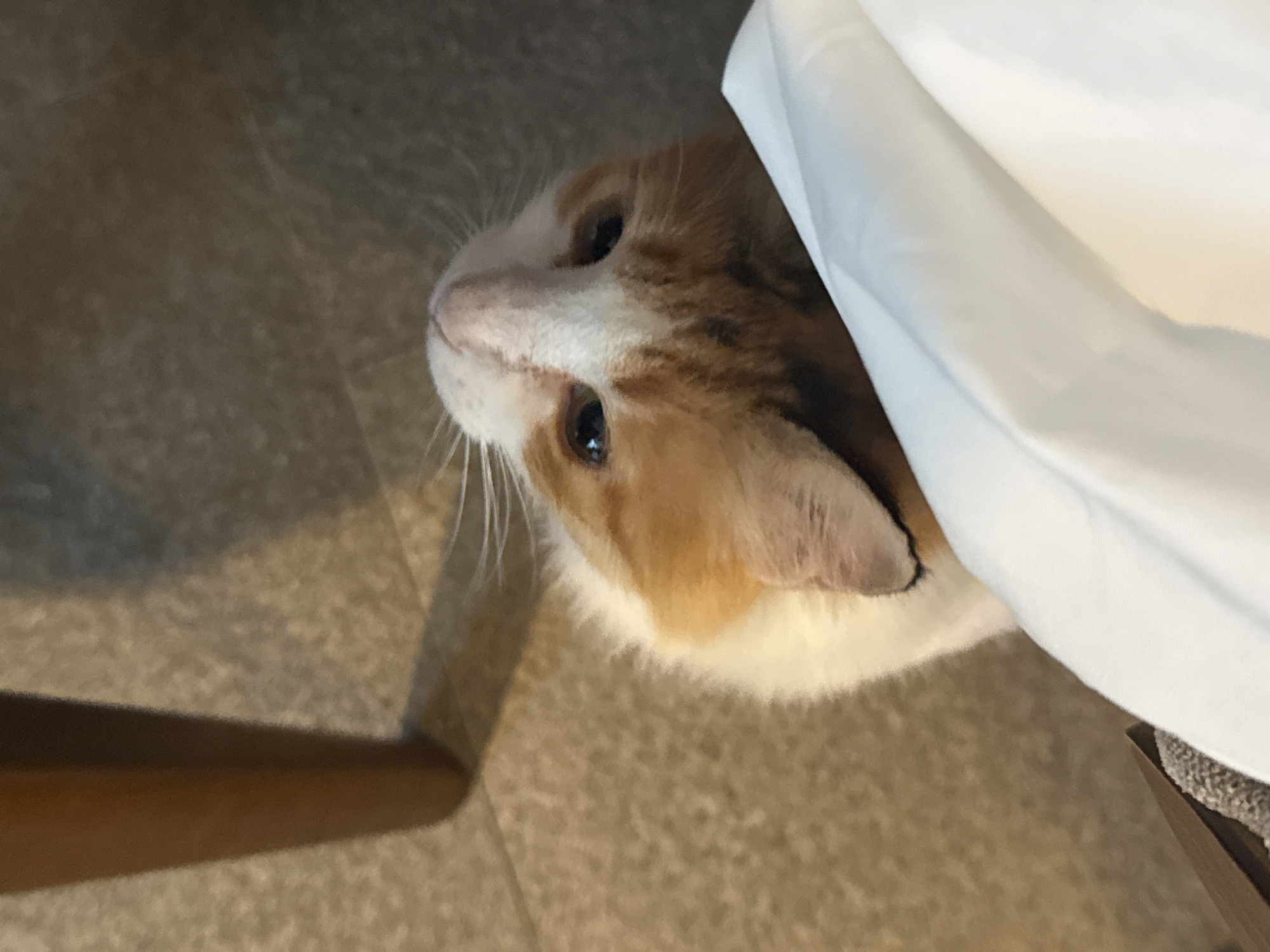 A ginger and white cat is captured in a close-up, upside-down perspective, peering over a draped white cloth. The cat's eyes are dark and focused, and its white whiskers are prominent against its fur. The background consists of a speckled beige floor and the blurred, dark brown leg of a piece of furniture. The lighting is soft, creating a shadow from the furniture leg on the floor. There are no people or identifiable landmarks of Aksu, Turkey visible in the image.
