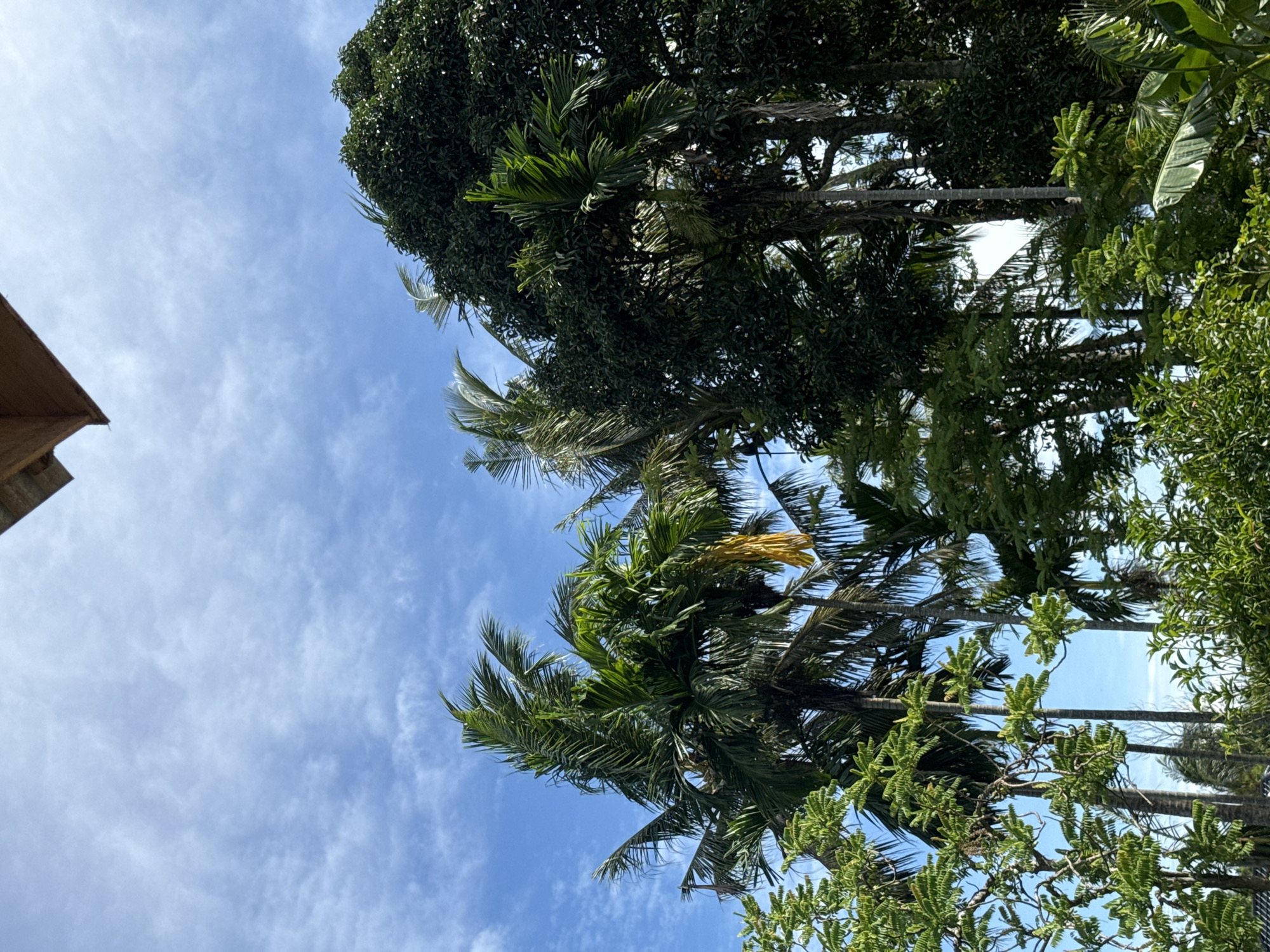 This image depicts a cluster of tropical trees, primarily palm trees and dense foliage, set against a bright blue sky dotted with wispy white clouds. A portion of a wooden structure, possibly a roof overhang, is visible in the upper right corner. The scene appears to be a lush, natural environment, suggestive of a location in Babahjurong, Indonesia, known for its tropical climate and vegetation. There are no people or animals present in the frame, and no discernible actions or interactions are taking place. The image focuses solely on the natural elements and the partial man-made structure.