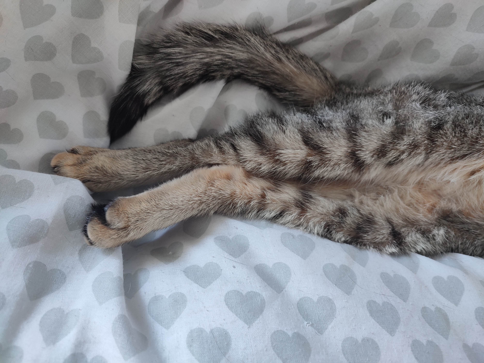 The image shows the lower body and tail of a tabby cat lying on a light-colored surface covered in grey heart shapes. The cat's fur is striped in shades of grey and brown. The tail curves towards the upper left corner of the image, and the cat's hind legs are extended and crossed. The location and city are unknown.