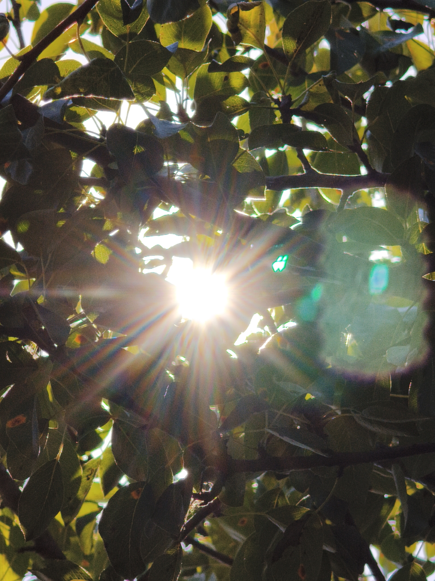 The image displays a sunburst effect through the leaves and branches of a tree, suggesting an outdoor scene. The sun is bright and centered, with visible rays of light emanating from it. The leaves are predominantly dark green, with some appearing backlit and lighter. There are also some lens flares, including a notable green one. The overall impression is one of dappled sunlight filtering through foliage. There is no indication of the specific location in Steblivka, Ukraine, within the provided image.