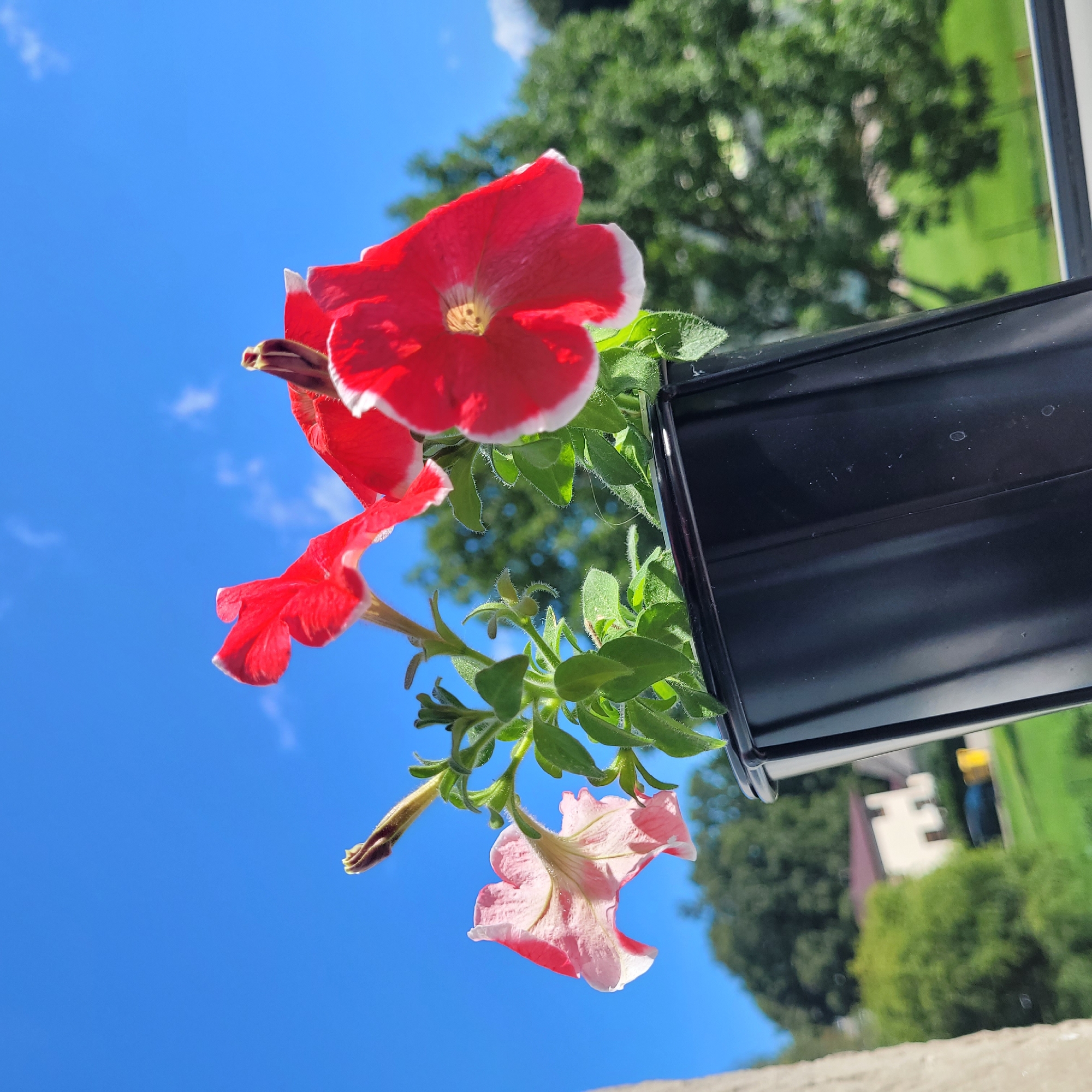A low-angle, close-up outdoor photograph captures a black plastic pot tilted at an angle, filled with petunias. The flowers are predominantly red with white edges and one is light pink. Green leaves and stems are visible, along with a flower bud. The background consists of a bright blue sky with a few wispy clouds. Further in the background, blurred green trees and the roof of a house are discernible, suggesting a suburban or semi-rural setting. No people or animals are present. The scene is set during daylight hours with clear weather. The location is Jūrmala, Latvia.