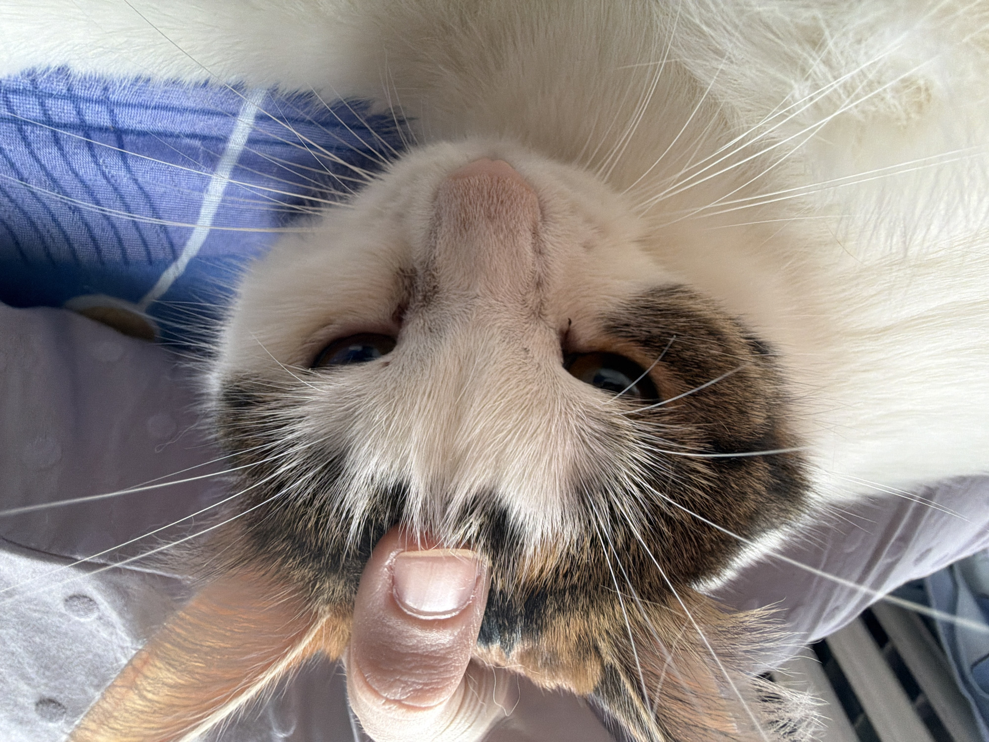 A close-up, eye-level shot shows a calico cat lying down on a blue and white striped surface, possibly a bed. A human hand is gently touching the top of the cat's head between its ears. The cat's fur is predominantly white with patches of brown, black, and orange on its head and back. Its eyes are dark and appear to be looking slightly downward. The background consists of a blurred purple surface, possibly a blanket or pillow, and a striped grey object. The lighting suggests an indoor environment. This image was taken in Колычёво, Russia.