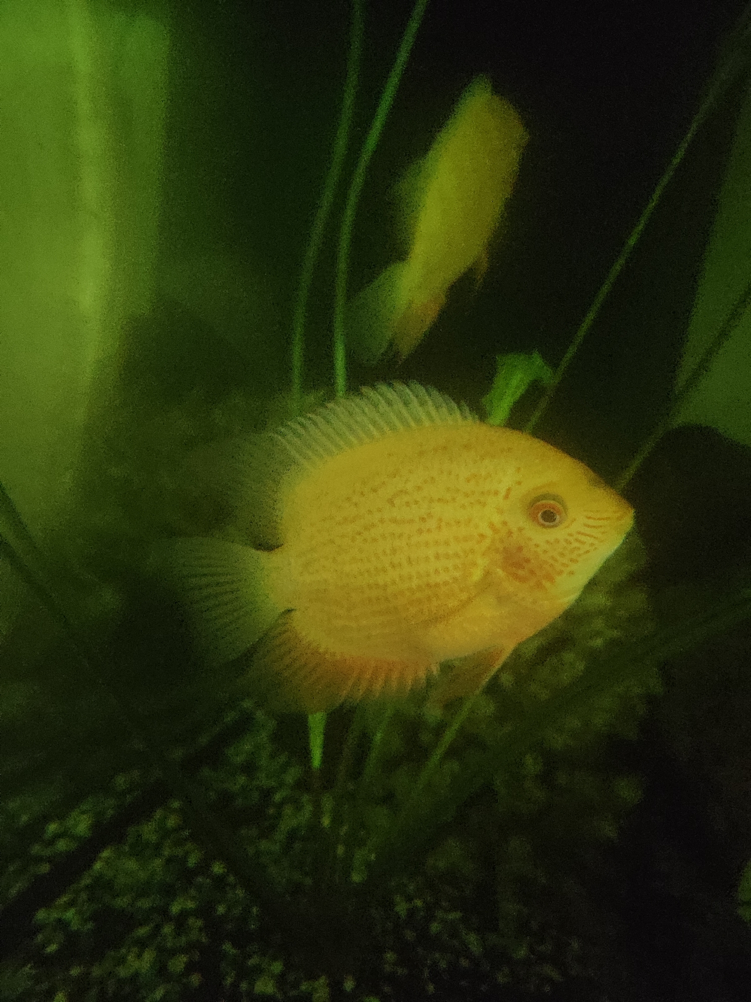 This image, captured in the city of Sochi, Russia, displays an underwater scene predominantly featuring a light yellow-gold fish, likely an ornamental cichlid, positioned centrally and oriented towards the right. The fish's body exhibits faint reddish-orange speckled patterns, and its distinct eye has a red-orange iris with a dark pupil. Visible fins include a textured dorsal fin and parts of the caudal and anal fins, showing subtle orange coloration at their bases. In the upper right background, a second, blurred yellowish fish is partially discernible. The immediate environment is characterized by dark green and black tones, consistent with an aquatic setting such as an aquarium, with vertical, slender green plant-like elements visible in the background and foreground. The overall lighting illuminates the main subject against the darker, murky backdrop.