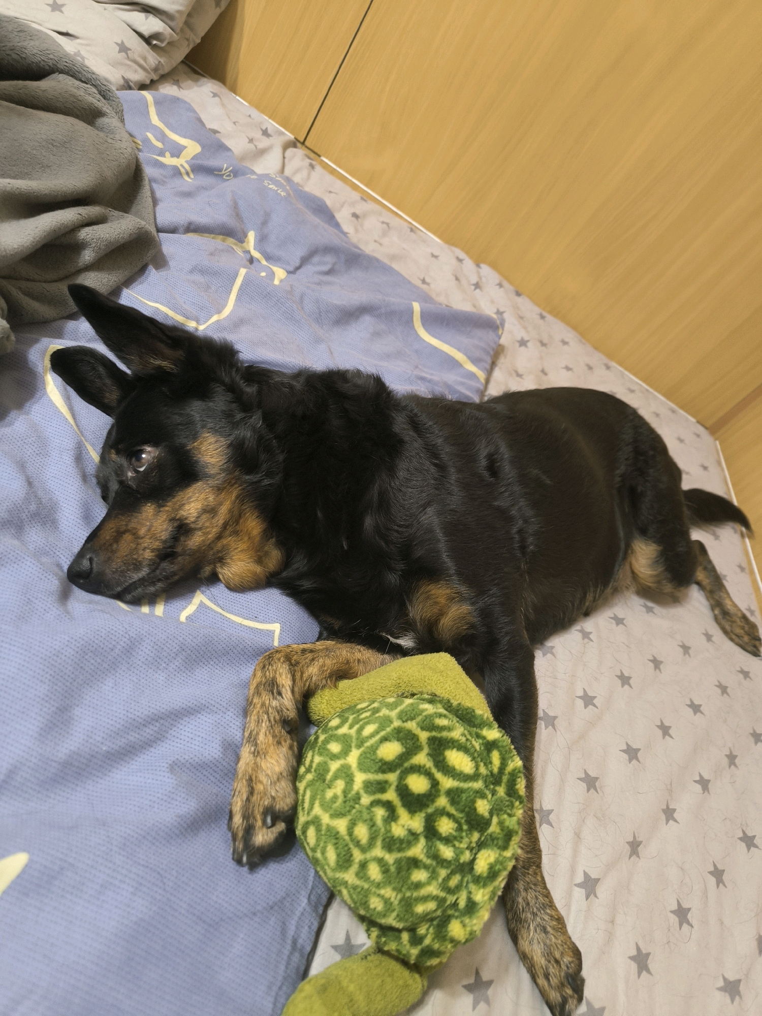 A black and tan dog rests on a bed with a patterned duvet and a wooden headboard. The dog is lying on its side, with its head turned to the left, and is holding a green stuffed toy in its paws. The bed is covered with a blue duvet with yellow patterns and a grey blanket. The headboard is made of light brown wood. The room appears to be a bedroom, and the scene is captured from a high angle, looking down at the dog. The image is well-lit, with natural light coming from an unseen source. There are no people visible in the image, only the dog and its toy. The overall impression is one of domestic tranquility.
