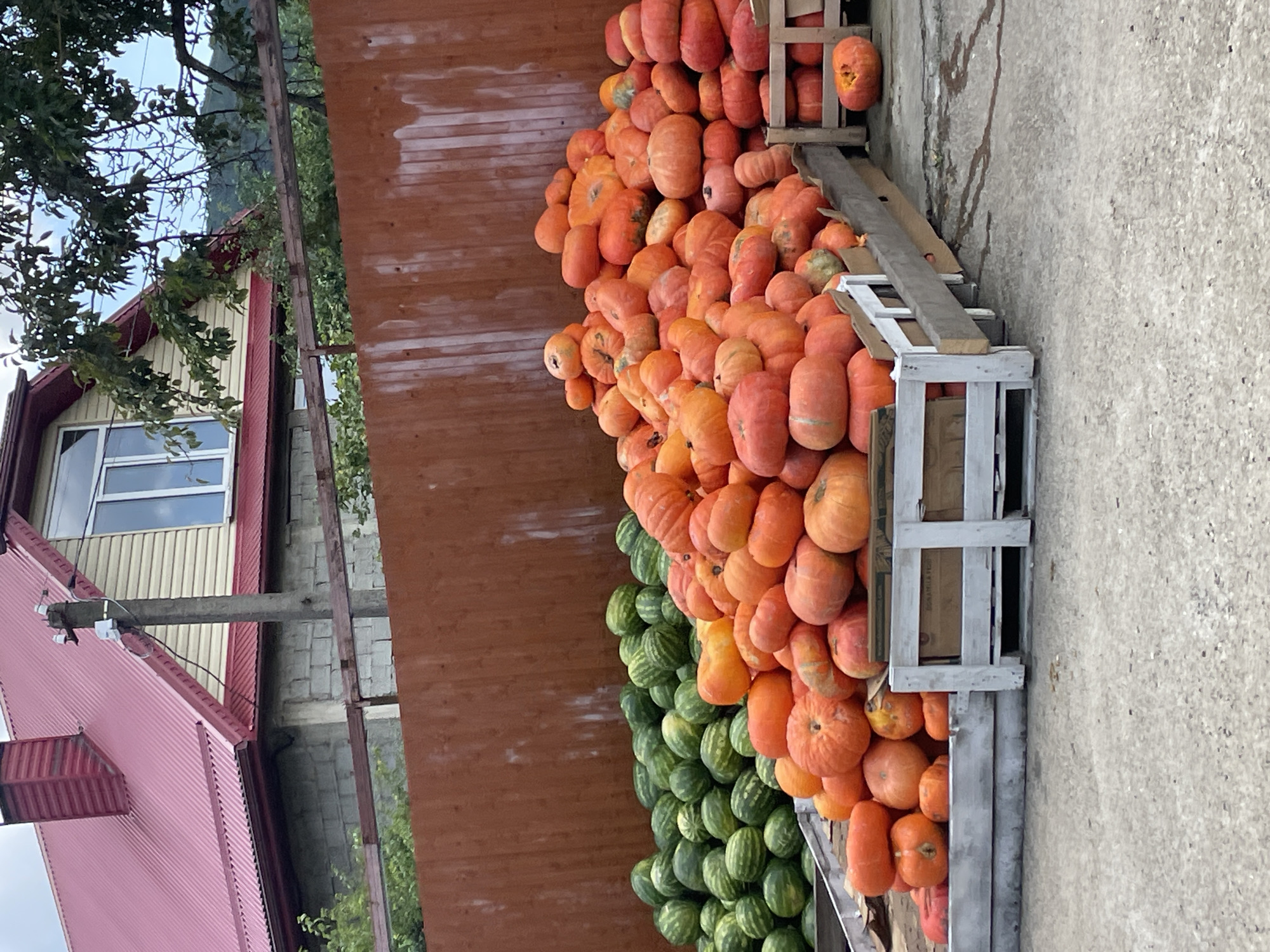In Defanovka, Russia, a scene unfolds featuring an abundance of fresh produce and a glimpse of rural architecture. The foreground is dominated by overflowing wooden crates piled high with a vibrant assortment of orange pumpkins and smaller gourds. To the left, a substantial collection of green watermelons sits in a similar crate, their striped rinds creating a stark contrast to the pumpkins.

Behind the produce, a weathered wooden fence runs horizontally across the frame, providing a rustic backdrop. Beyond the fence, a house with a prominent red corrugated metal roof stands tall. The house features light-colored siding and a large window on its upper level. A concrete utility pole with electrical equipment is positioned in front of the house, partially obscuring a portion of the building. Trees with green foliage are visible on the right side of the frame, suggesting a natural, possibly overgrown, environment. The ground surface appears to be a mix of concrete and possibly dirt or gravel, with some dark stains, hinting at moisture or spilled liquids. The overall impression is one of a farm stand or market, likely preparing for or having recently concluded a harvest season.