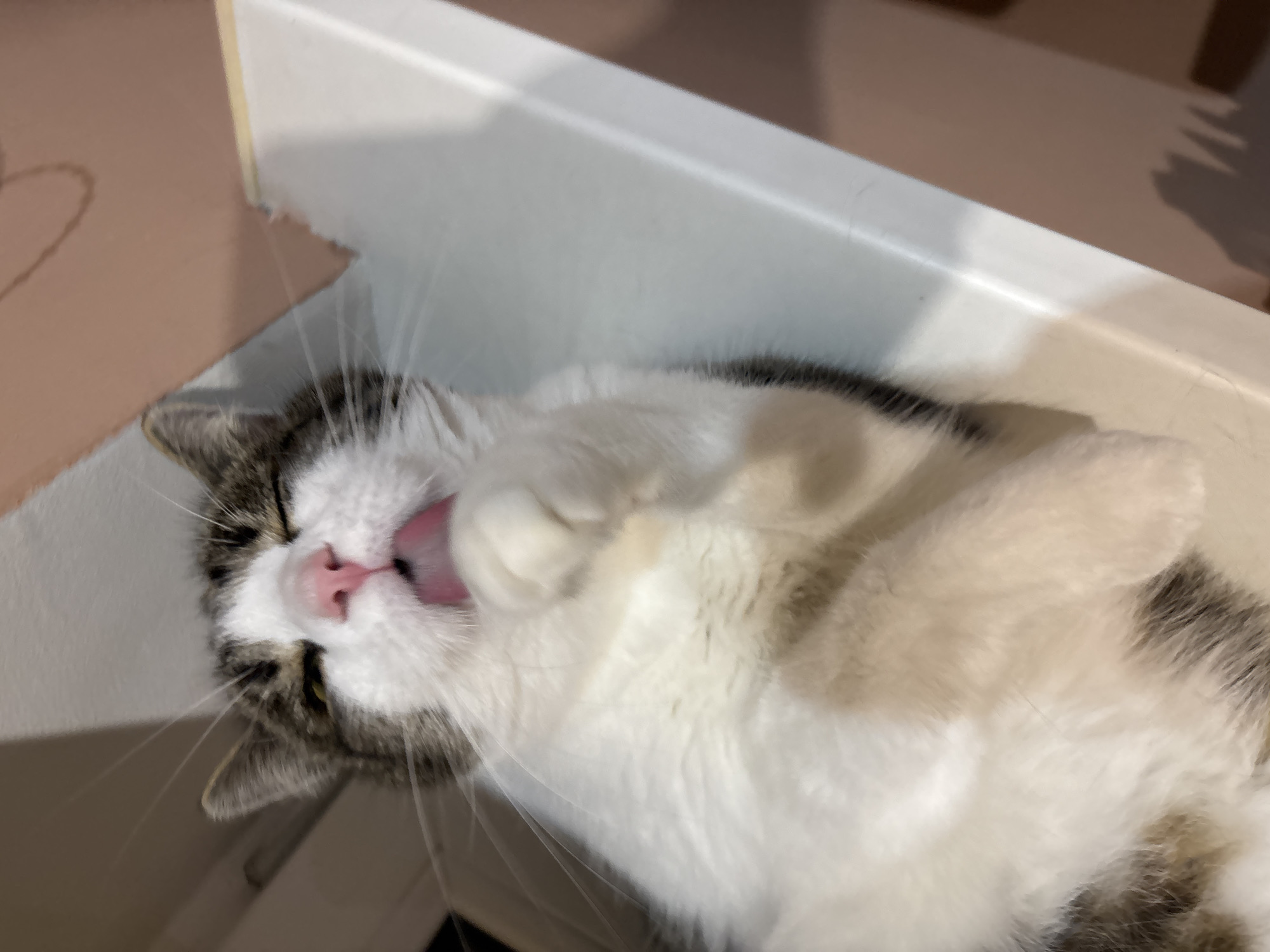 A domestic cat with tabby and white fur is grooming itself on a white, flat surface. The cat is lying on its back, with its paws raised to its face. Its eyes are closed, and its tongue is sticking out as it licks its paw. The background is blurred, but appears to be an indoor setting with a light-colored wall and a shadowed area. There is no indication of the specific location within Kapyĺ, Belarus.