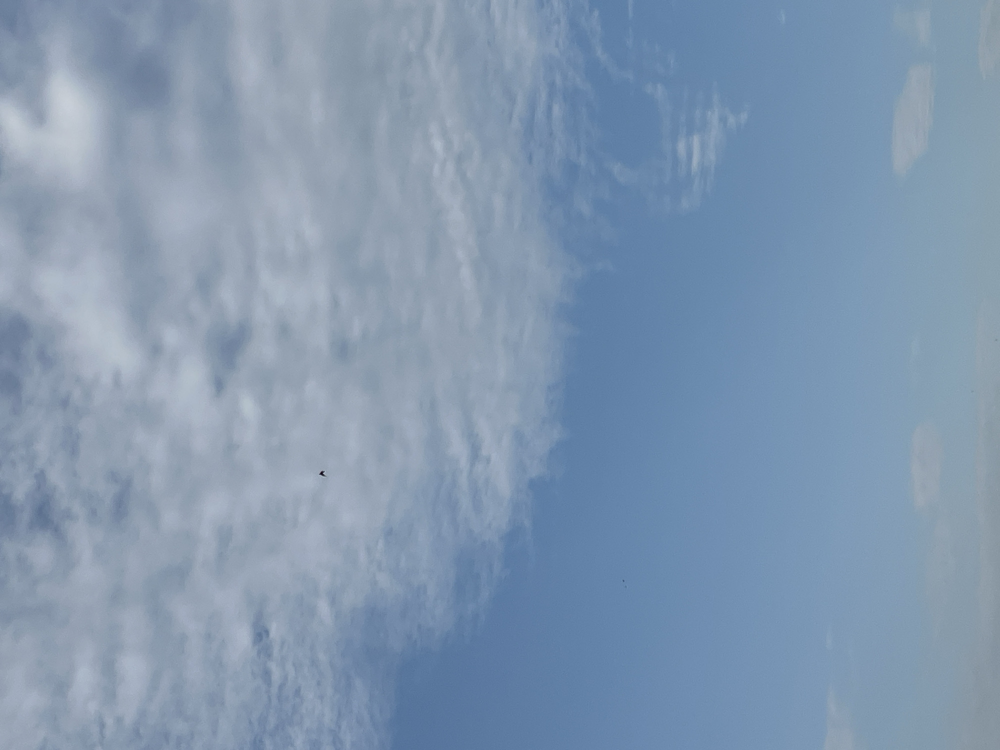 The image depicts a clear blue sky with scattered white clouds. A single bird is visible in flight in the upper portion of the image. Another, smaller bird is seen in the lower left portion of the image. The setting appears to be an outdoor environment. No specific landmarks or city details of Tokmok City, Kyrgyzstan are identifiable in the image.