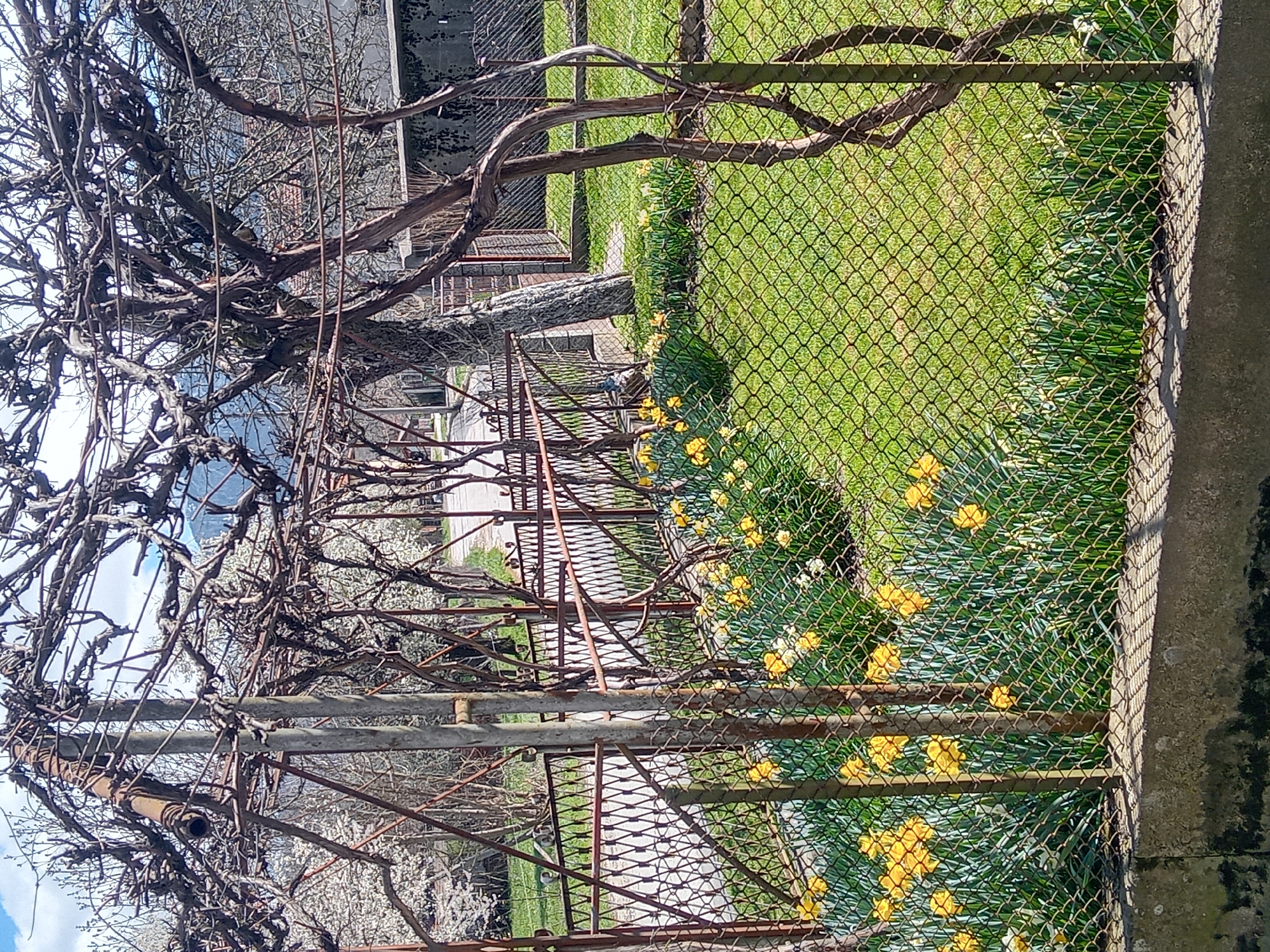 A tilted landscape features a chain-link fence in the foreground, beside which daffodils in shades of yellow and white grow. Behind the fence, there is a grassy area, beyond which a vine-covered trellis obscures the view. The branches of the vines are leafless, while some flowering trees are visible in the background. The city of Unknown, Unknown, is not evident in the provided image.