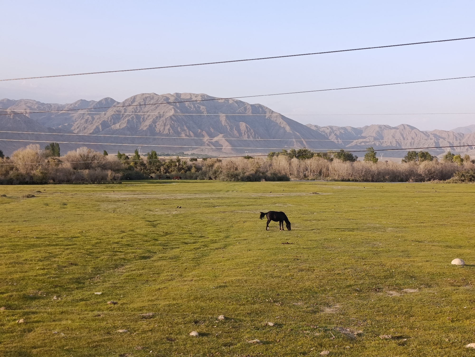 This image captures a landscape scene in Kochkor, Kyrgyzstan, featuring a vast, undulating green field under a clear, pale sky. In the middle ground of the field, a solitary dark horse grazes, its head lowered to the grass. Scattered throughout the field are several birds, appearing as small dark specks. In the background, a line of trees with dry, wispy foliage separates the field from a range of barren, undulating mountains. The mountains are lit by the soft light of what appears to be late afternoon or early morning. Several power lines stretch horizontally across the upper portion of the frame, suggesting the proximity of infrastructure. A large, pale, spherical object, possibly a rock, rests on the grass in the far right of the foreground. The overall impression is one of open space and natural beauty, with a hint of human presence through the power lines.